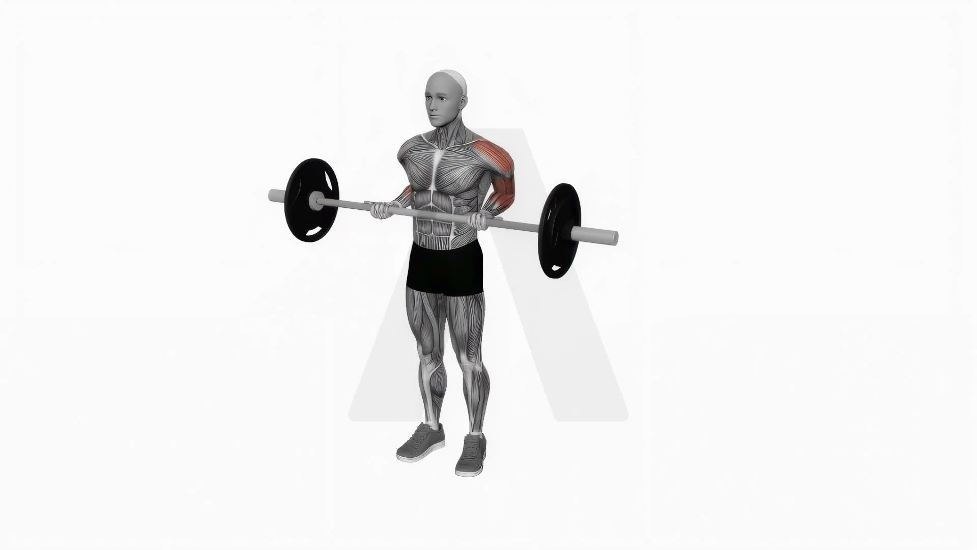 Barbell Drag Biceps Curl exercise demonstration