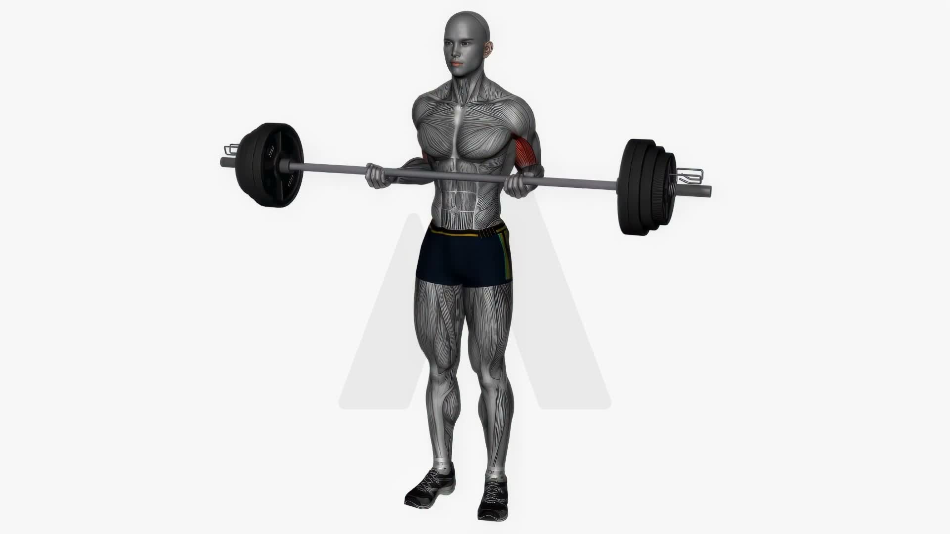Barbell Drag Curl exercise demonstration