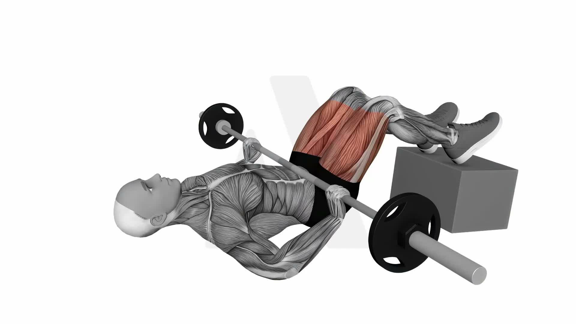 Barbell Feet Elevated Glute Bridge exercise demonstration