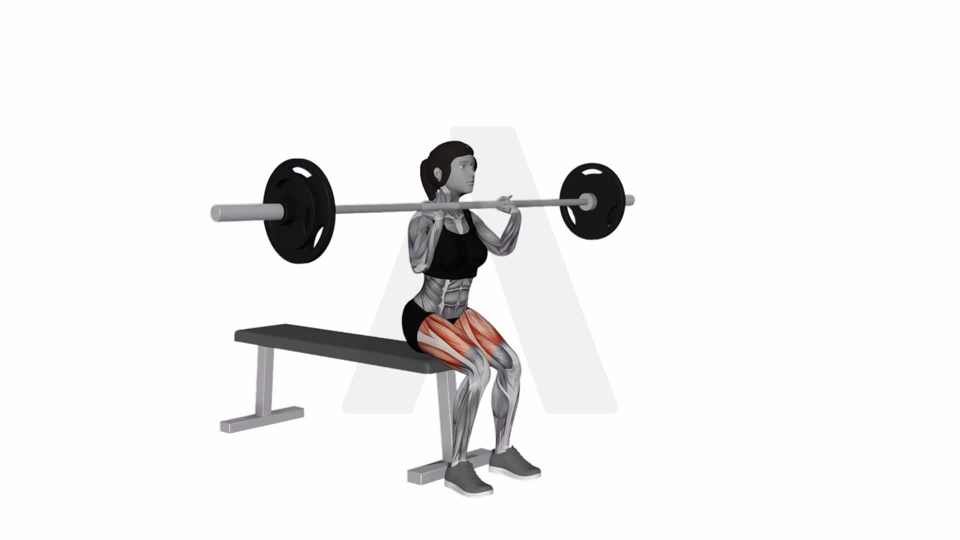 Barbell Front Bench Squat exercise demonstration