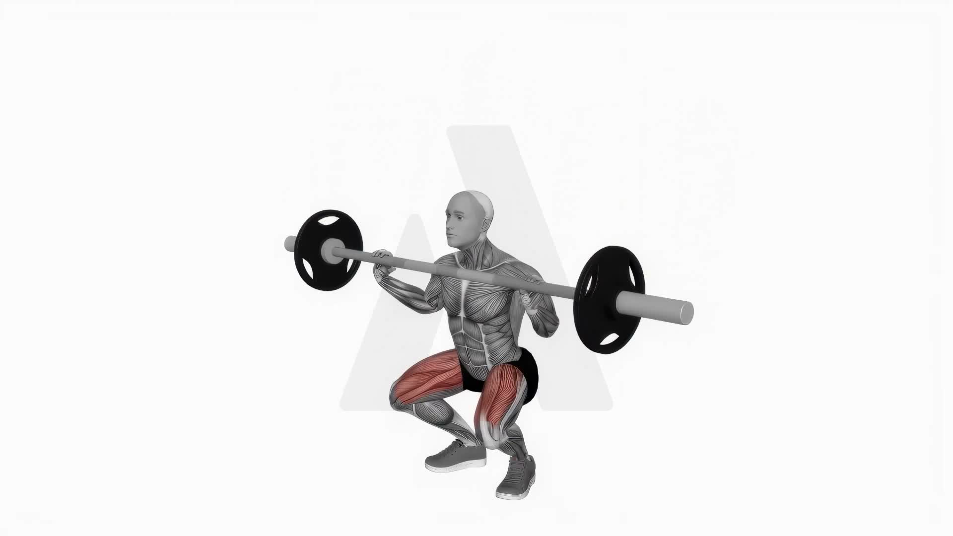 Barbell Front Chest Squat exercise demonstration