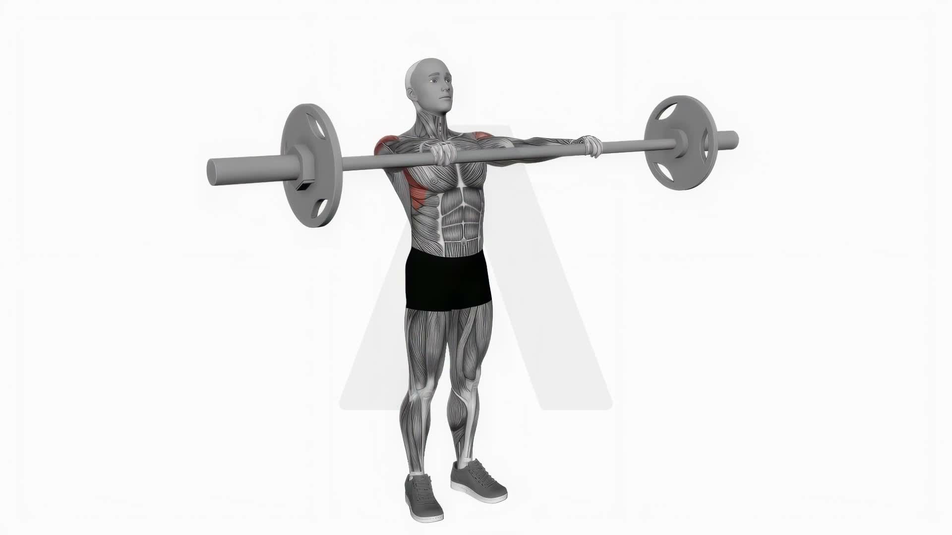 Barbell Front Raise exercise demonstration