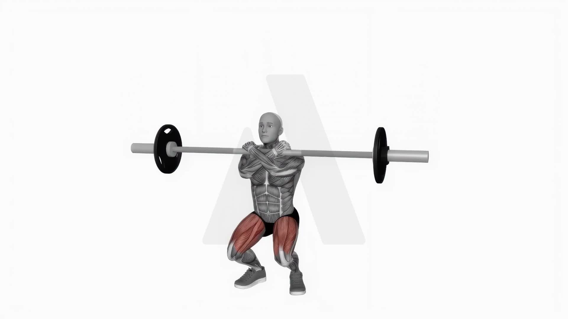 Barbell Front Squats exercise demonstration