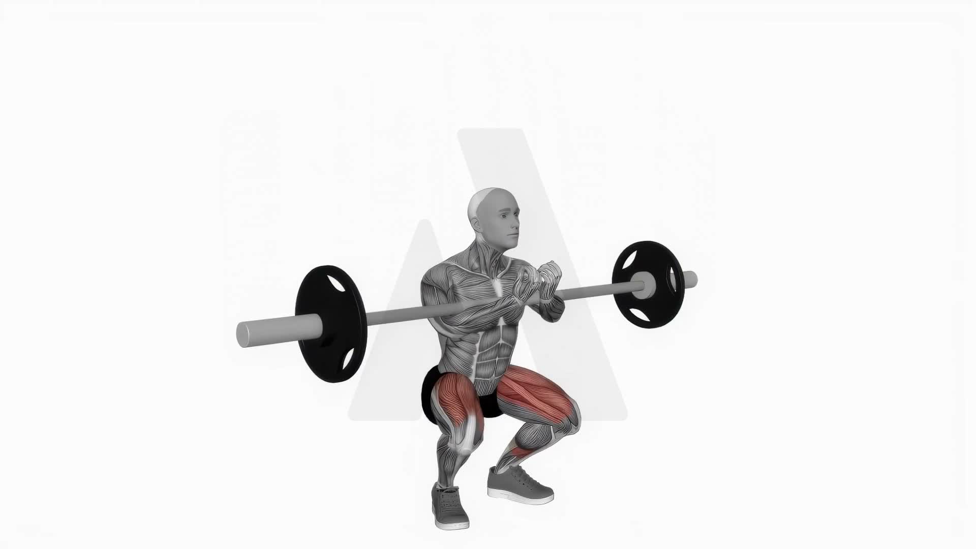 Barbell Full Zercher Squat exercise demonstration