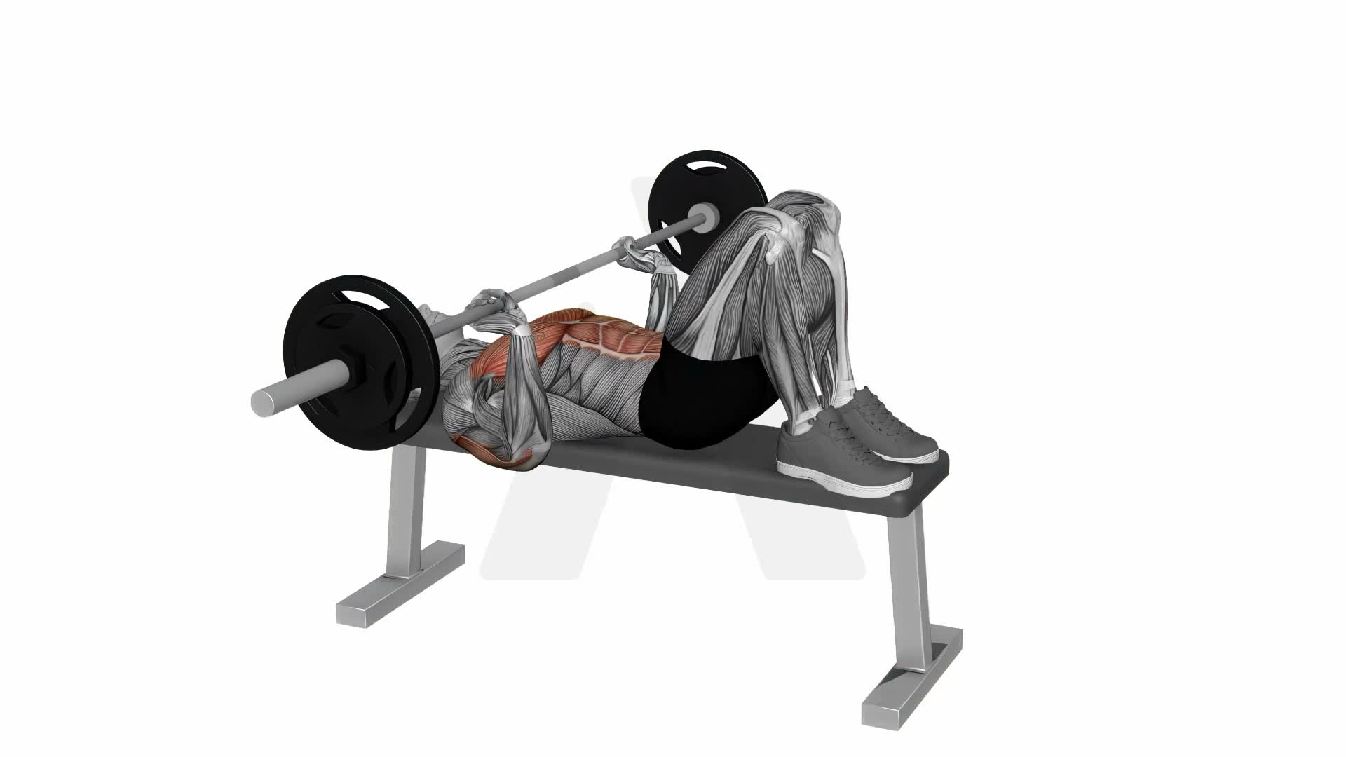 Barbell Hooklying Bench Press Close Elbows exercise demonstration