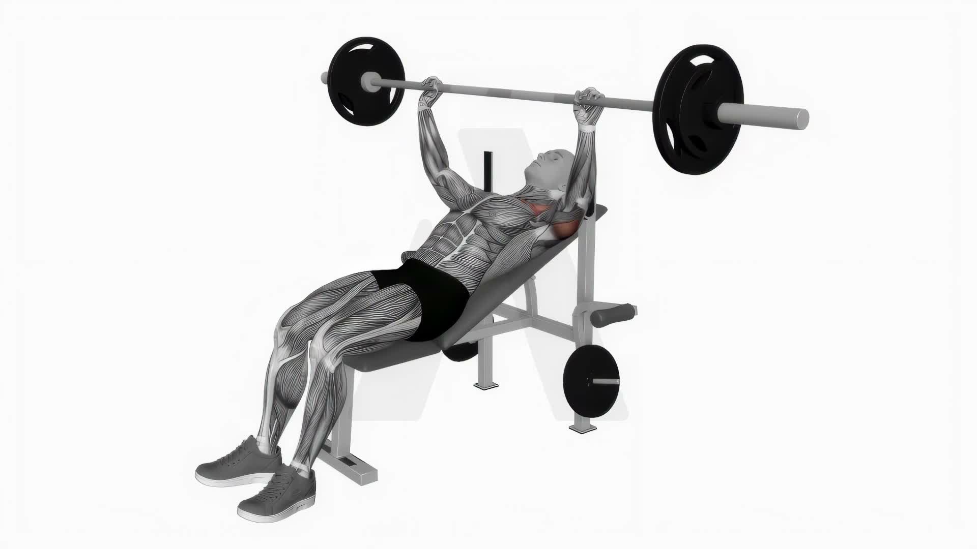 Incline Bench Press exercise demonstration