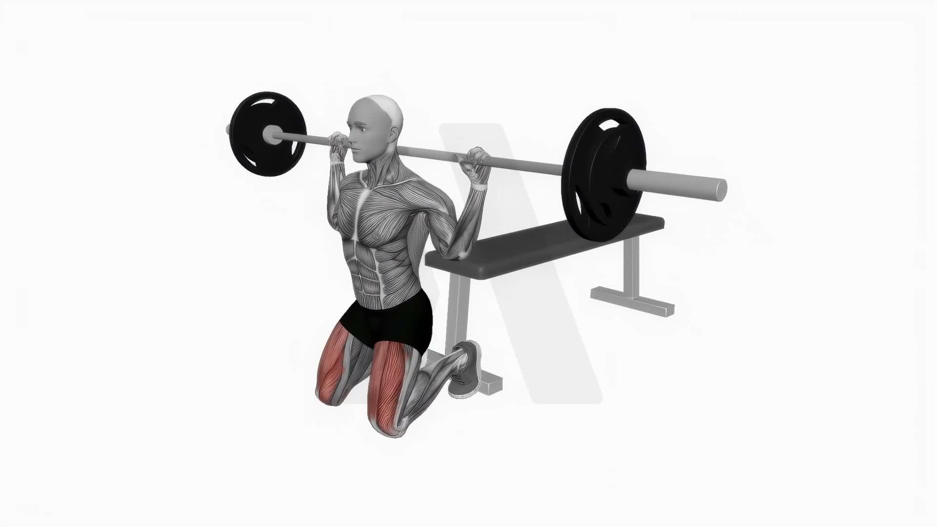 Barbell Kneeling Squat exercise demonstration