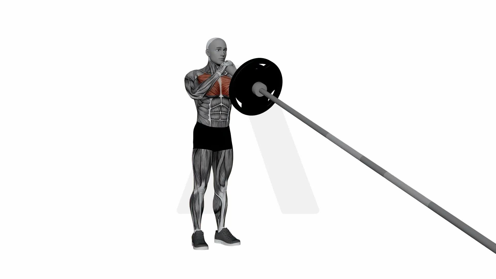 Barbell Landmine Chest Press exercise demonstration