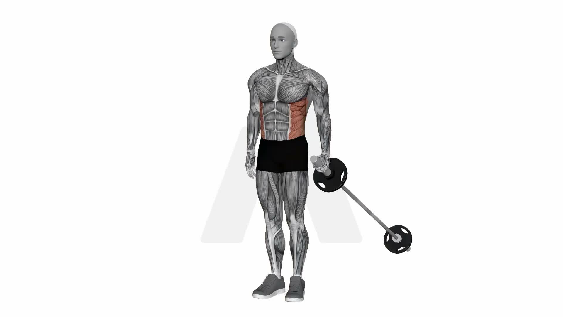 Barbell Landmine Side Bend exercise demonstration
