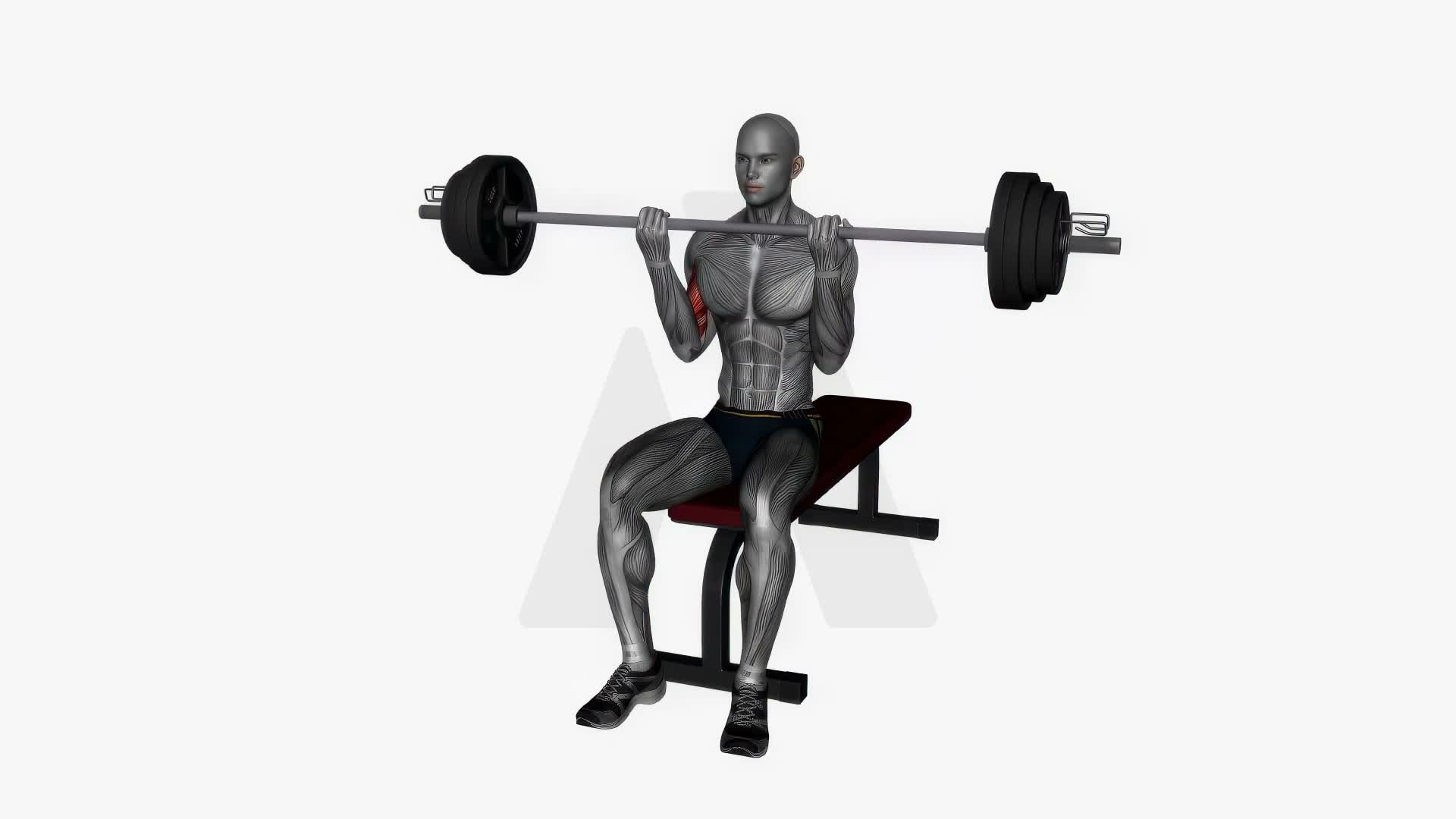 Barbell Lap Curl exercise demonstration