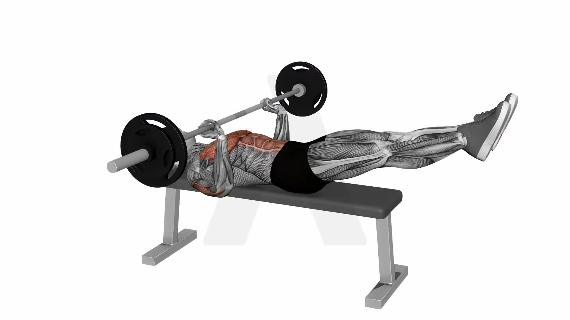Barbell Larsen Bench Press exercise demonstration