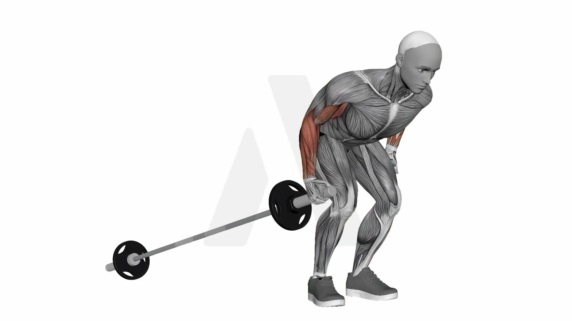 Barbell Long Landmine Row exercise demonstration