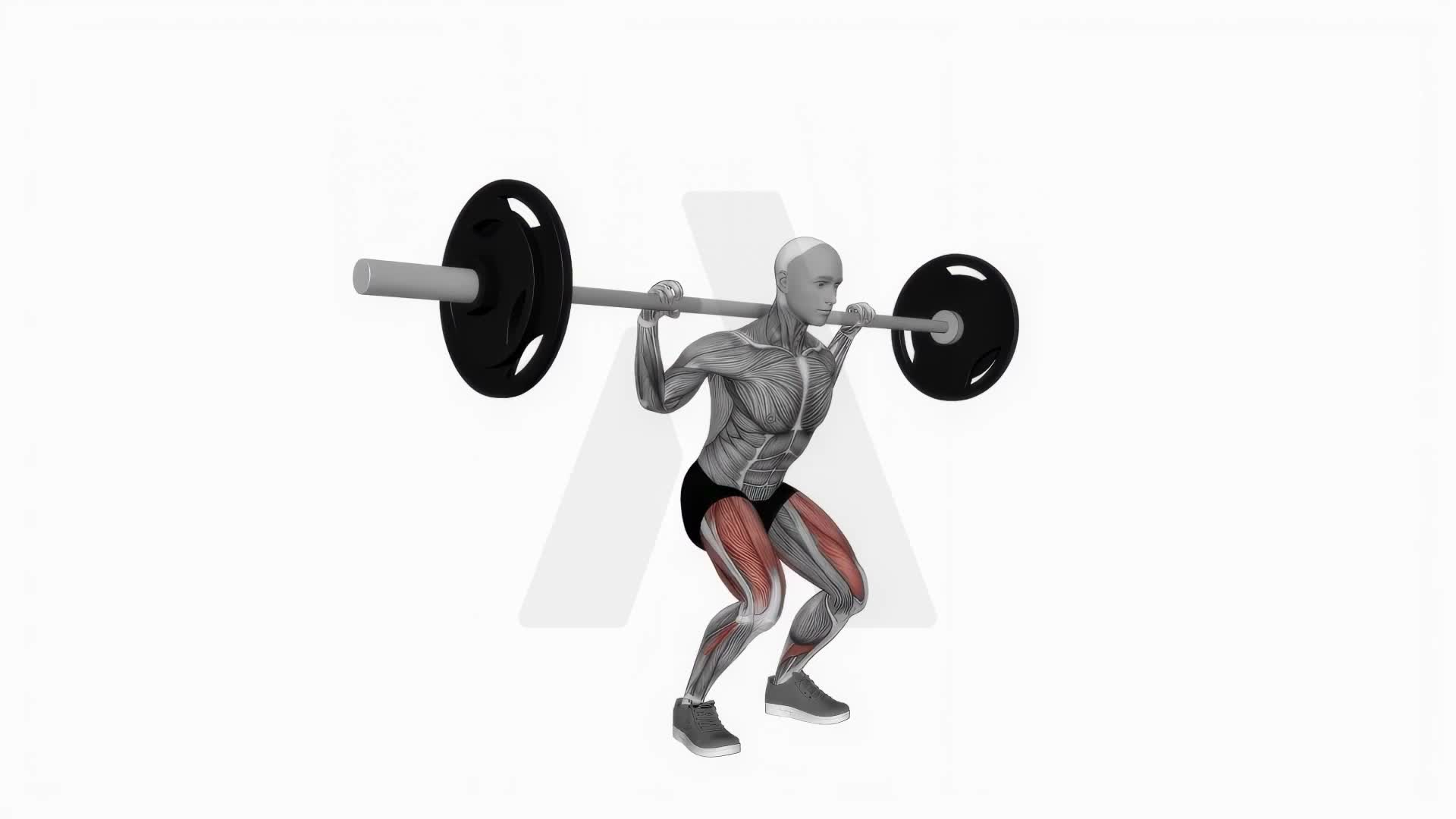 Barbell Low Bar Squat exercise demonstration