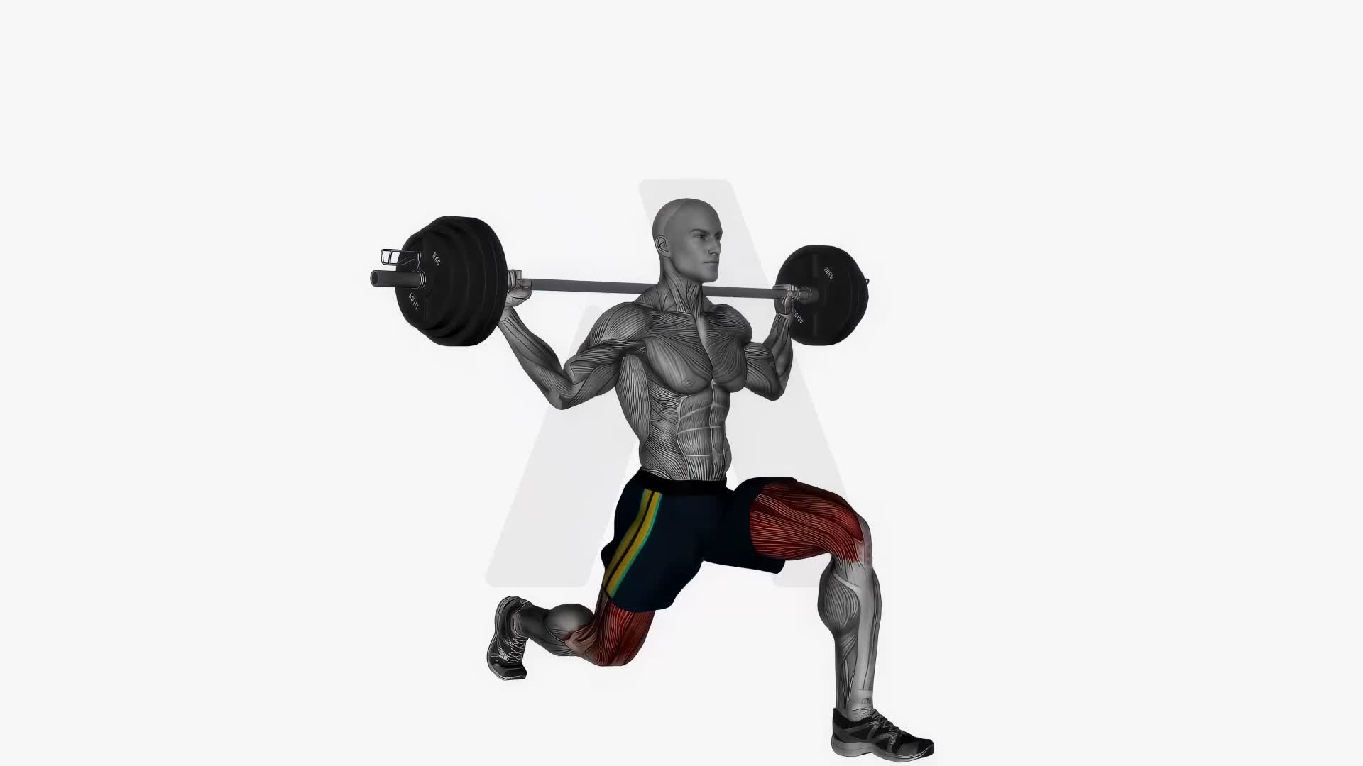 Barbell Lunges On The Spot exercise demonstration