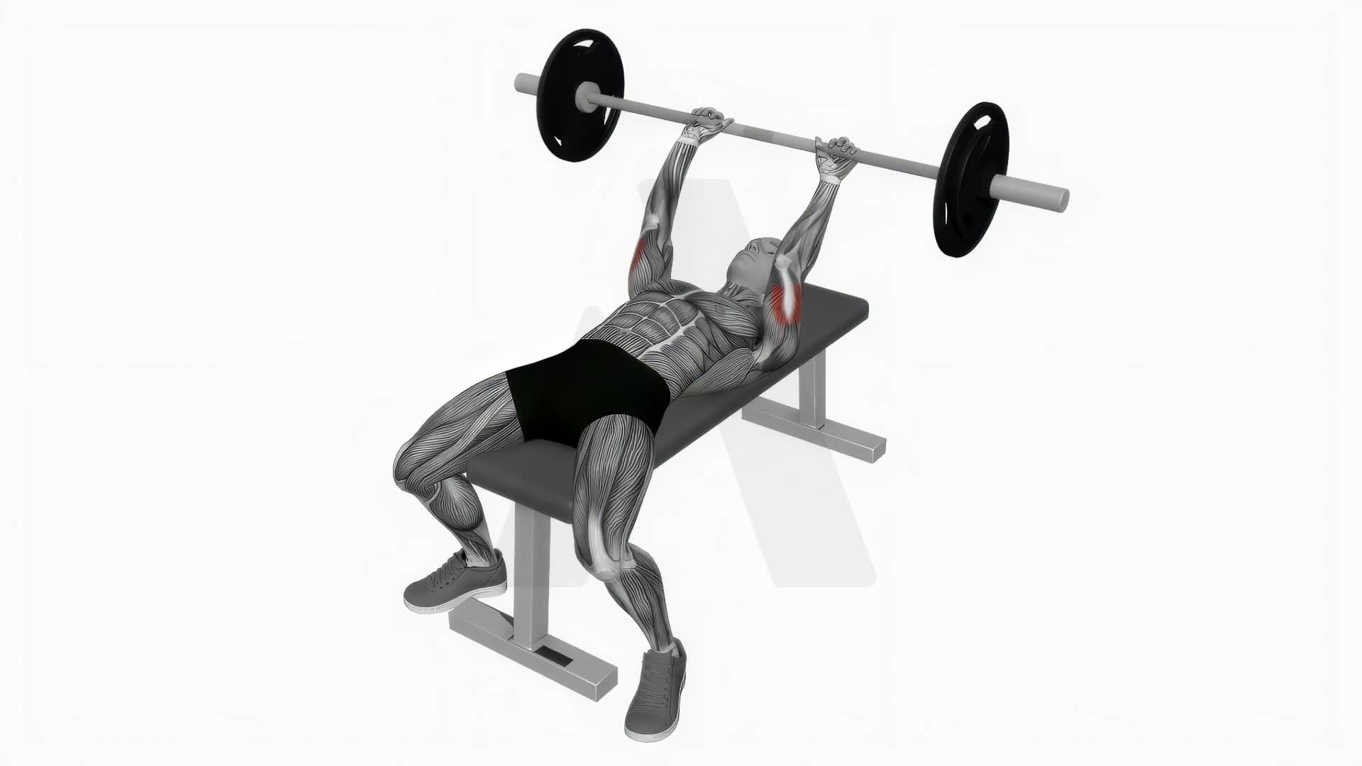Barbell Lying Triceps Skull Crushers exercise demonstration