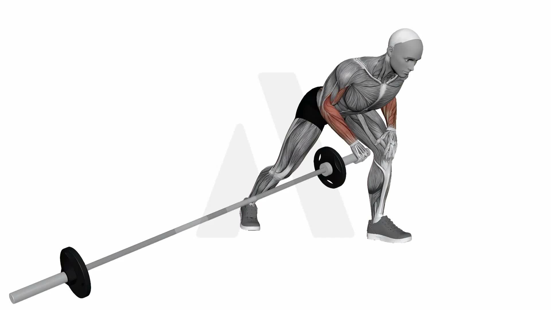Barbell Meadows Row exercise demonstration