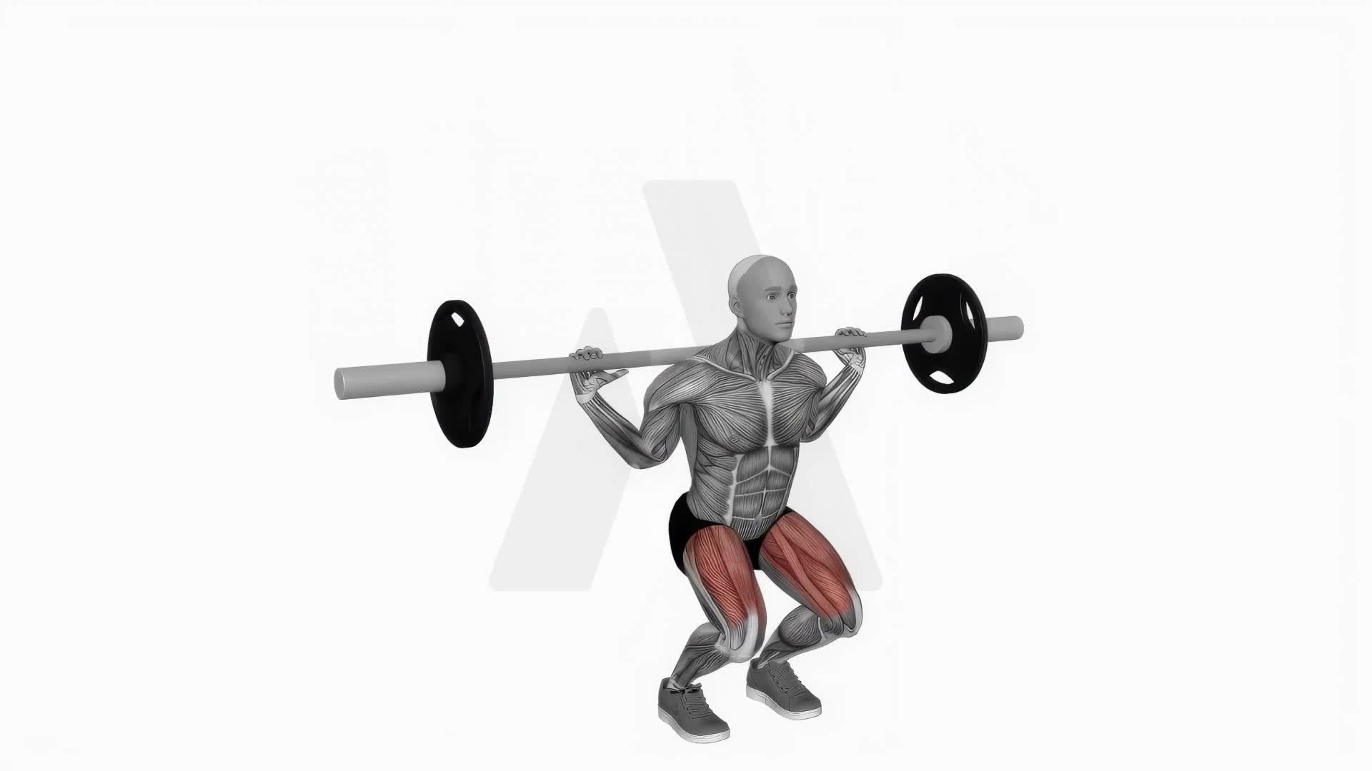 Barbell Narrow Stance Squat exercise demonstration