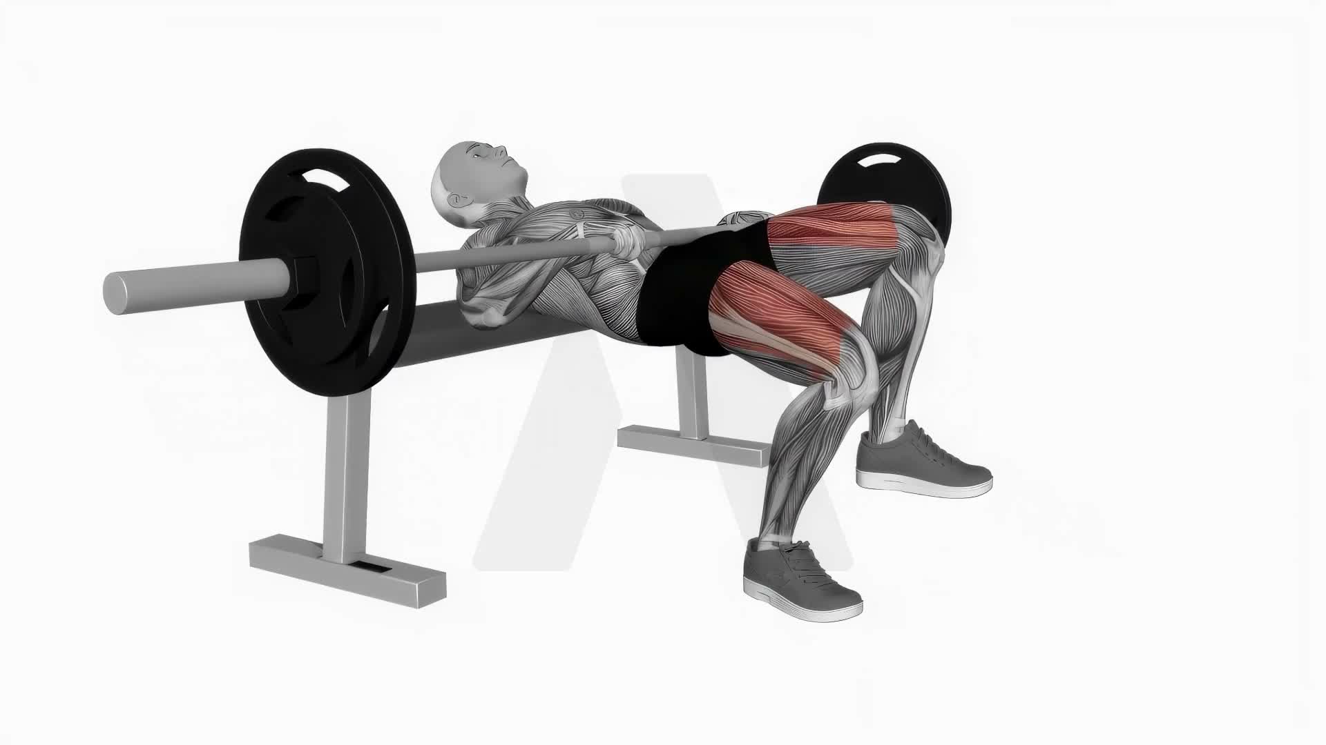 Barbell One Leg Hip Thrust exercise demonstration
