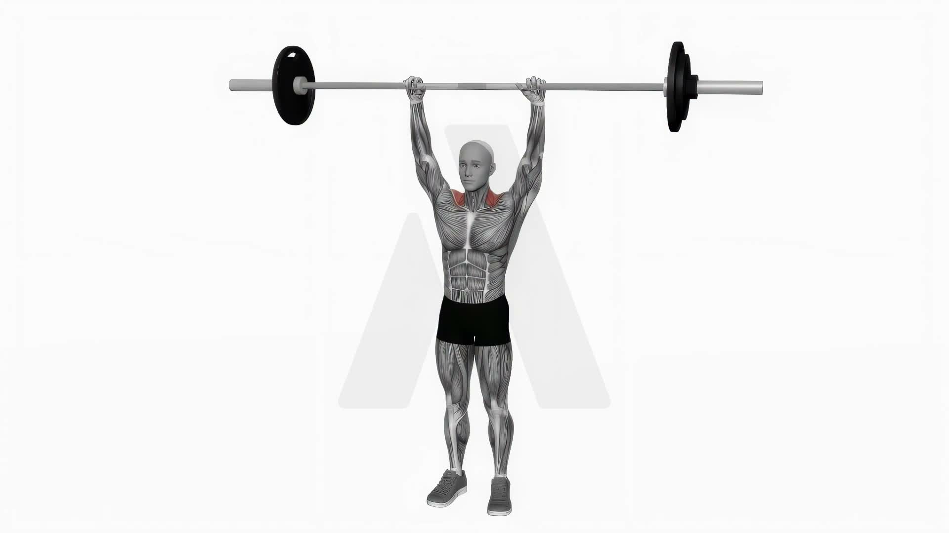 Barbell Overhead Shrug exercise demonstration