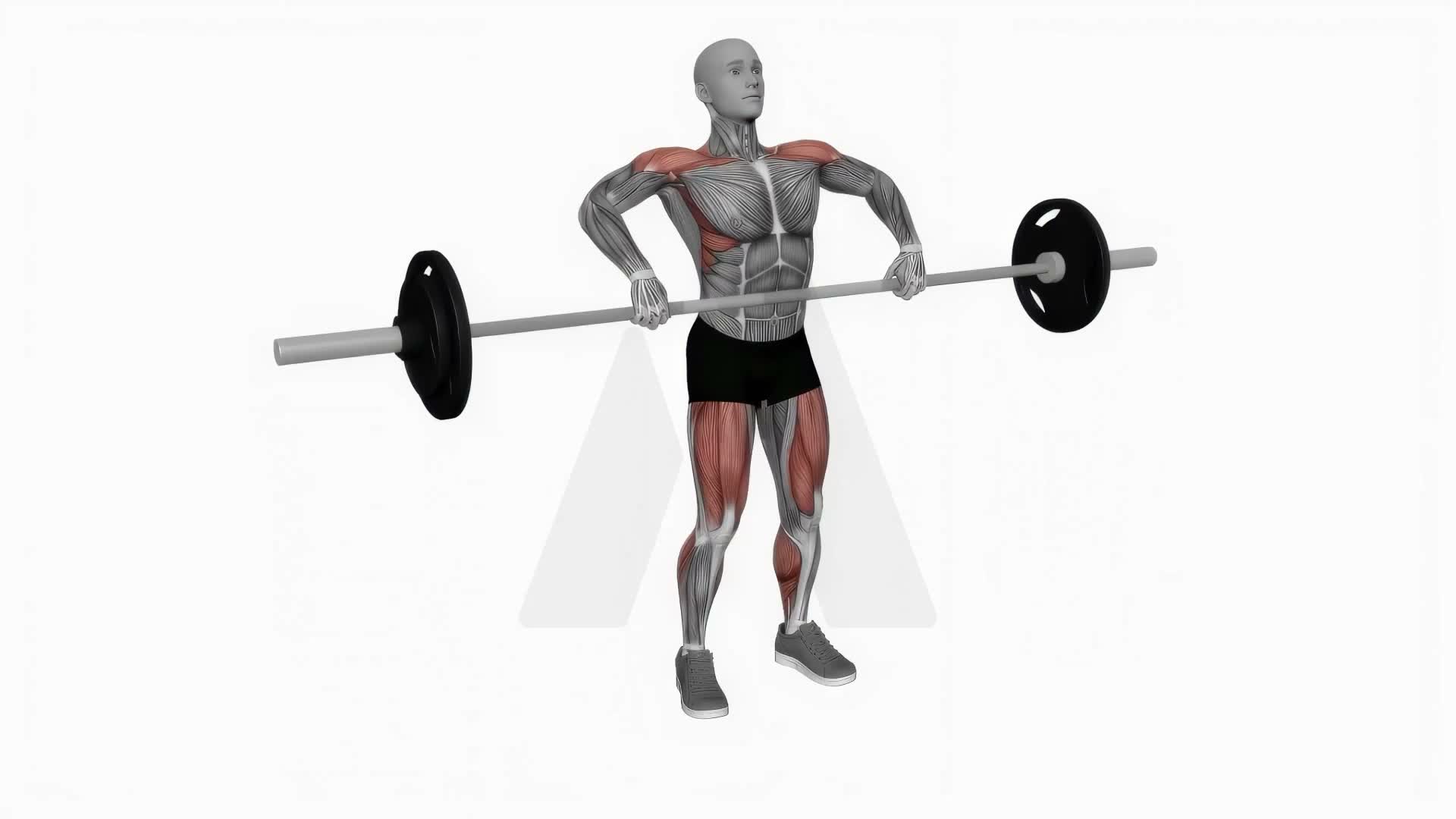 Barbell Power Clean exercise demonstration