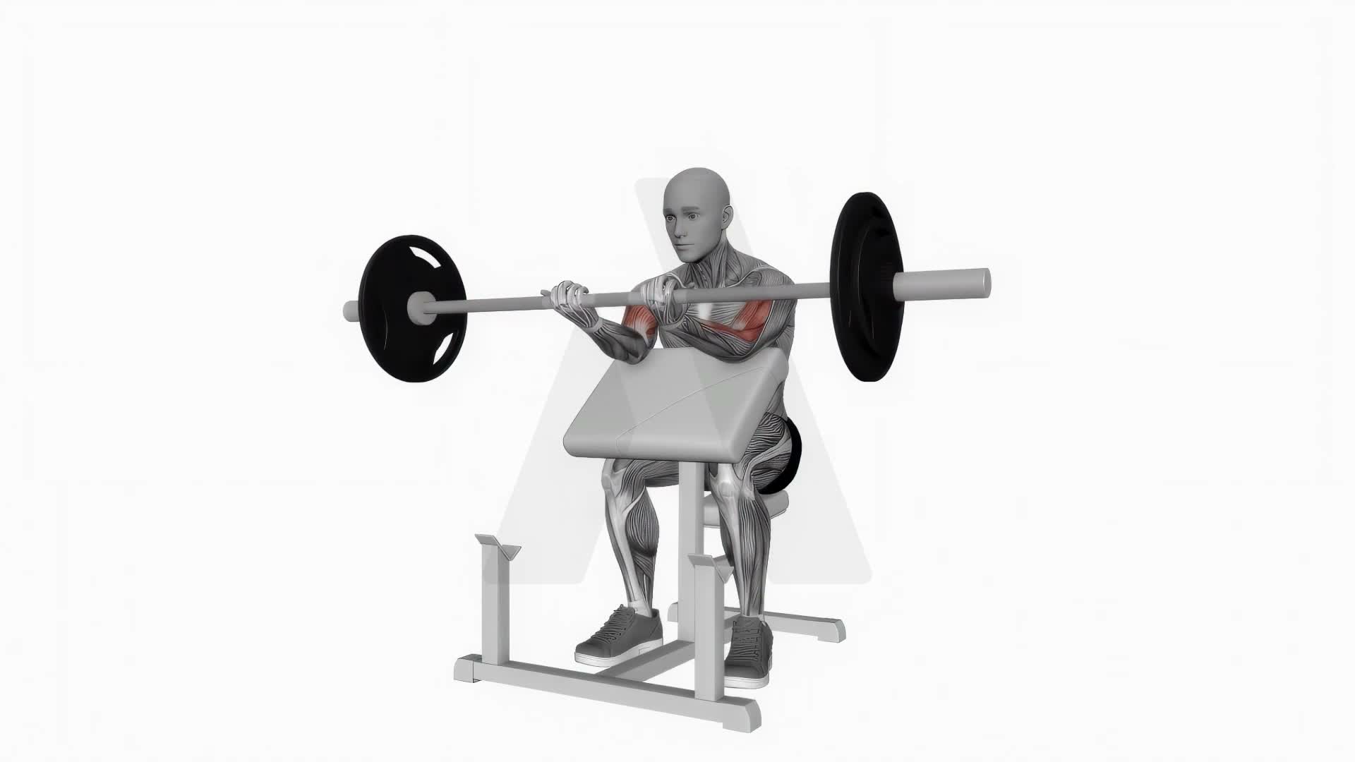 Barbell Preacher Curl exercise demonstration