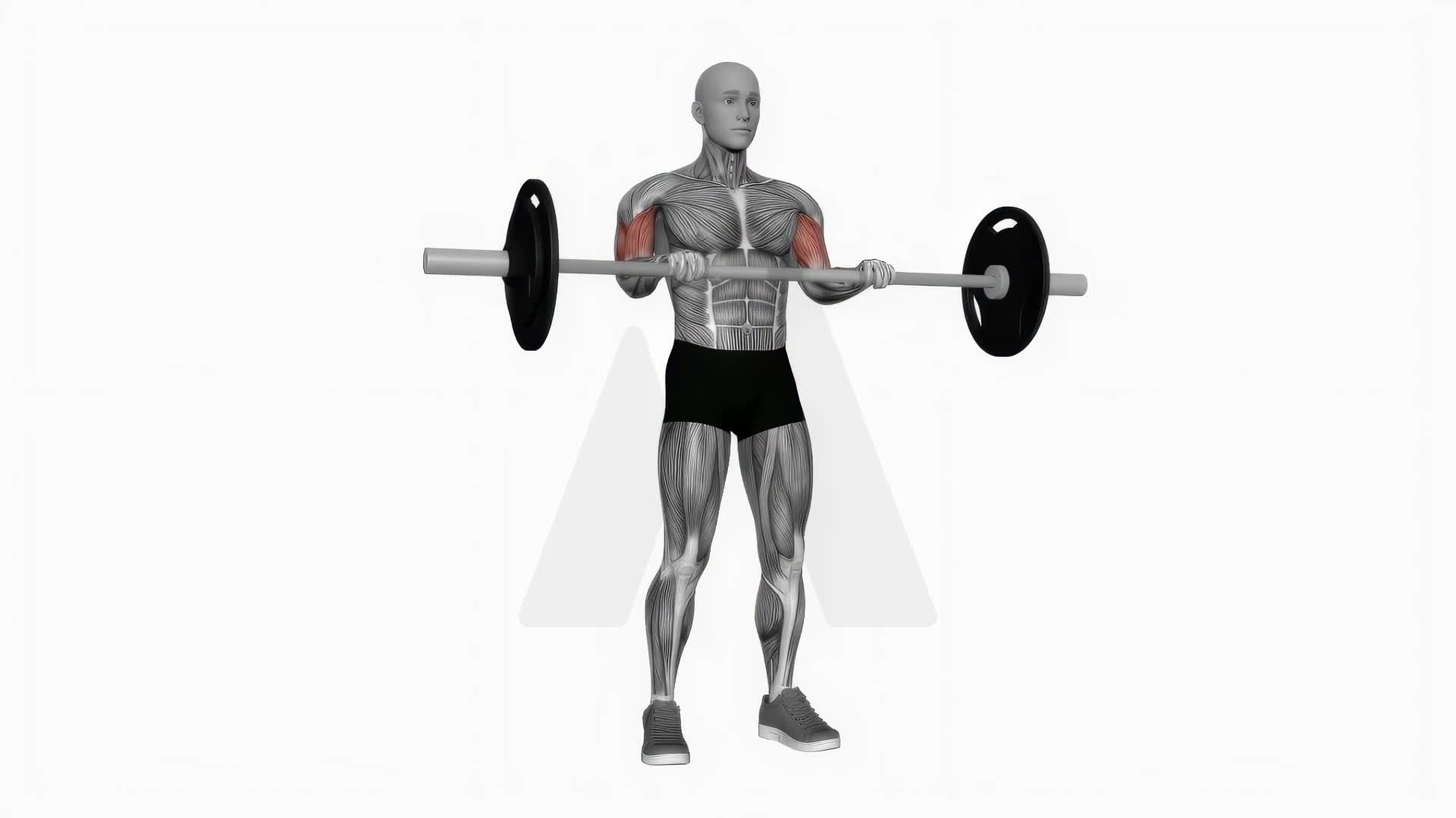 Barbell Reverse Biceps Curl exercise demonstration
