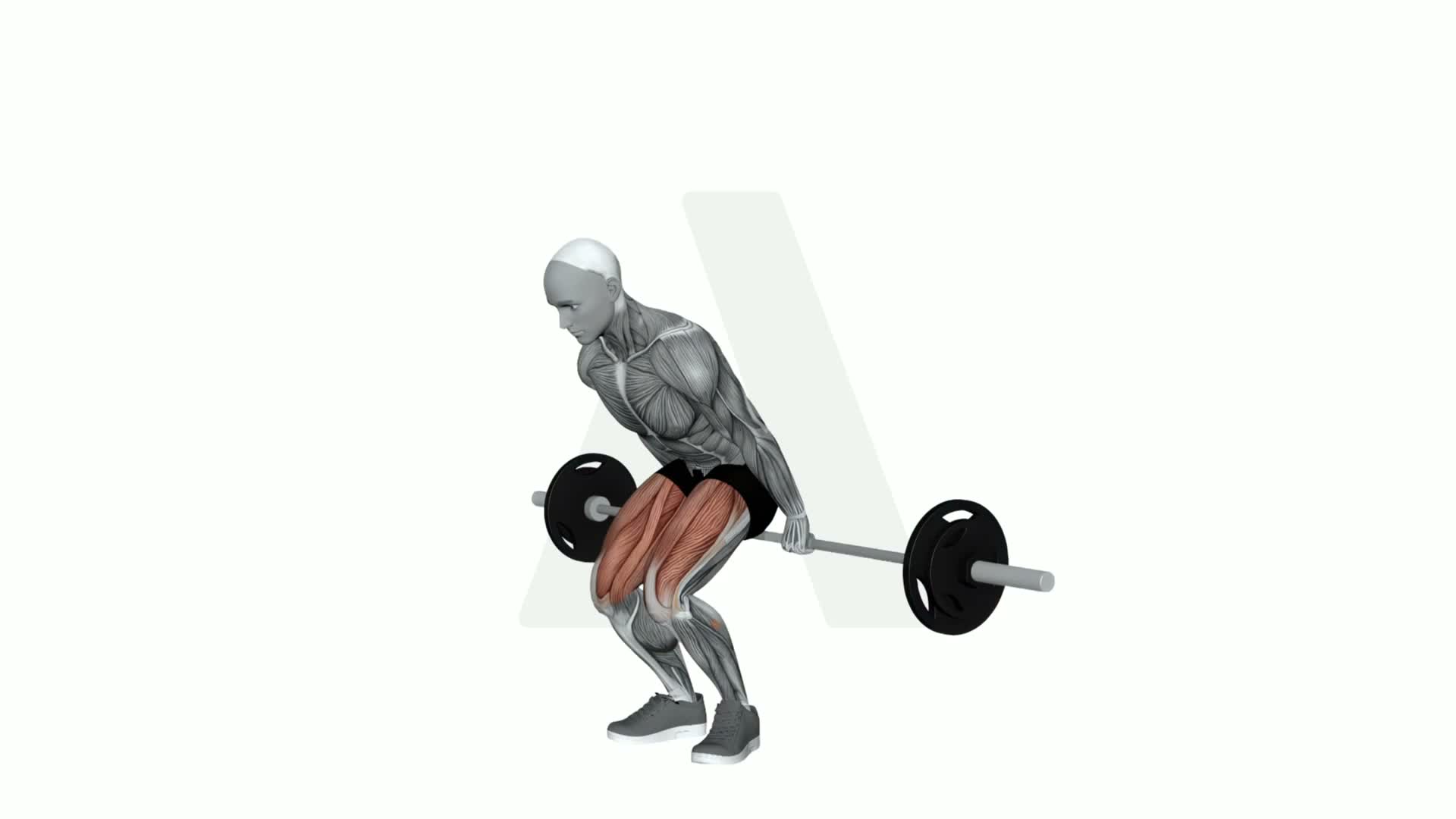 Barbell Reverse Deadlift exercise demonstration