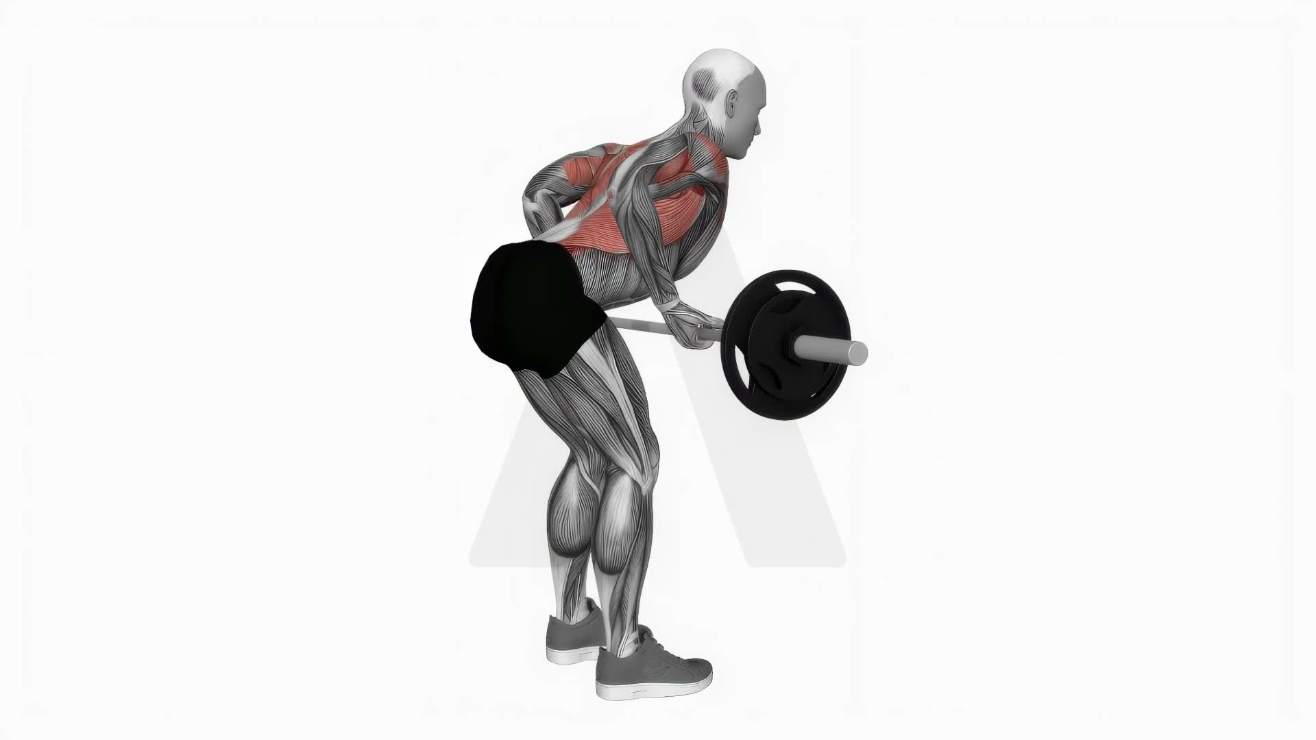 Barbell Reverse Grip Bent Over Row exercise demonstration