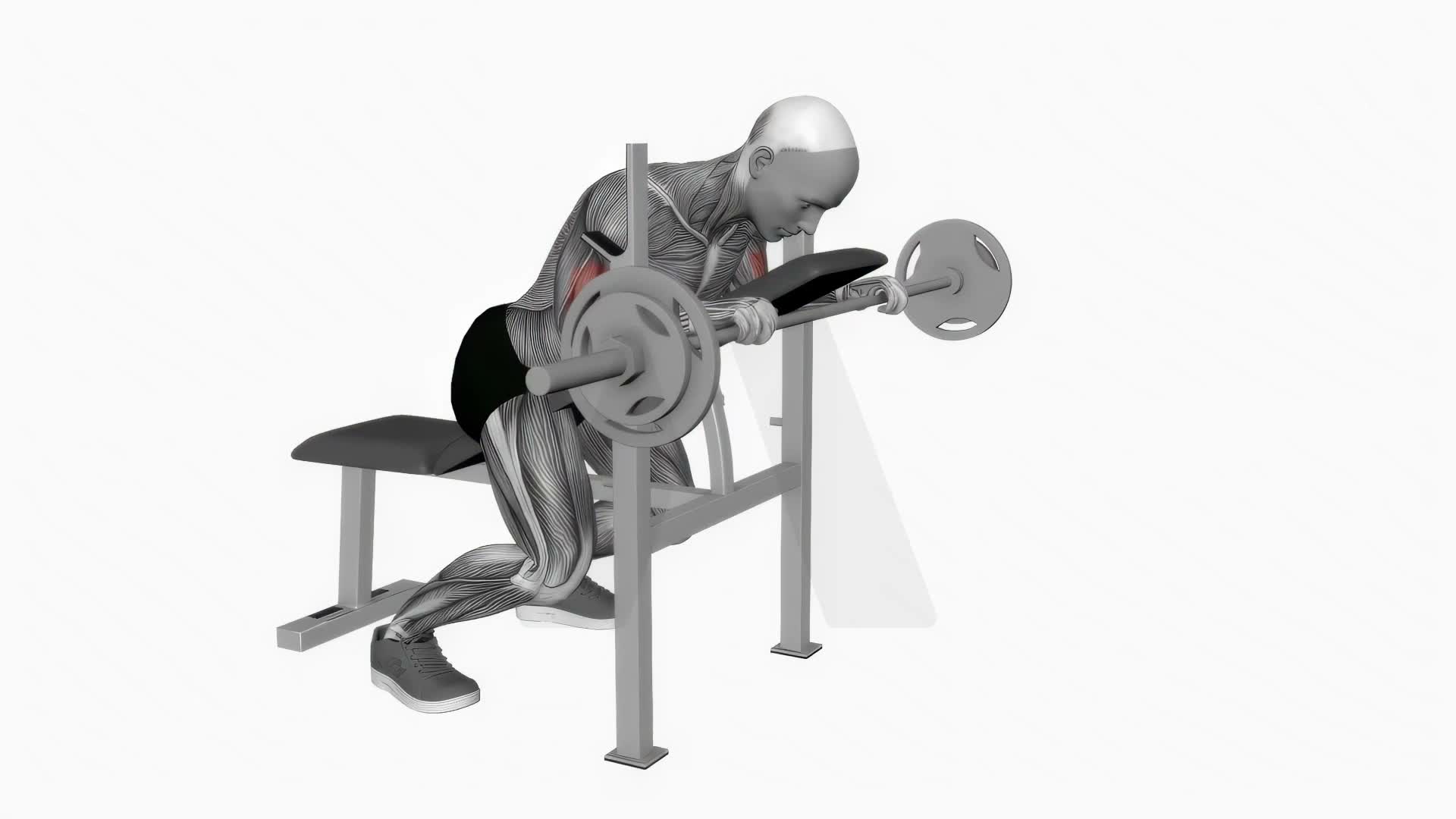 Barbell Reverse Spider Curl exercise demonstration