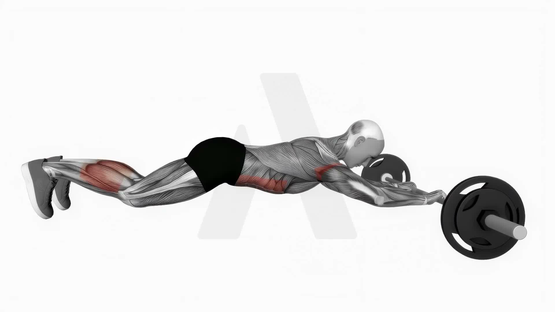 Barbell Rollout exercise demonstration