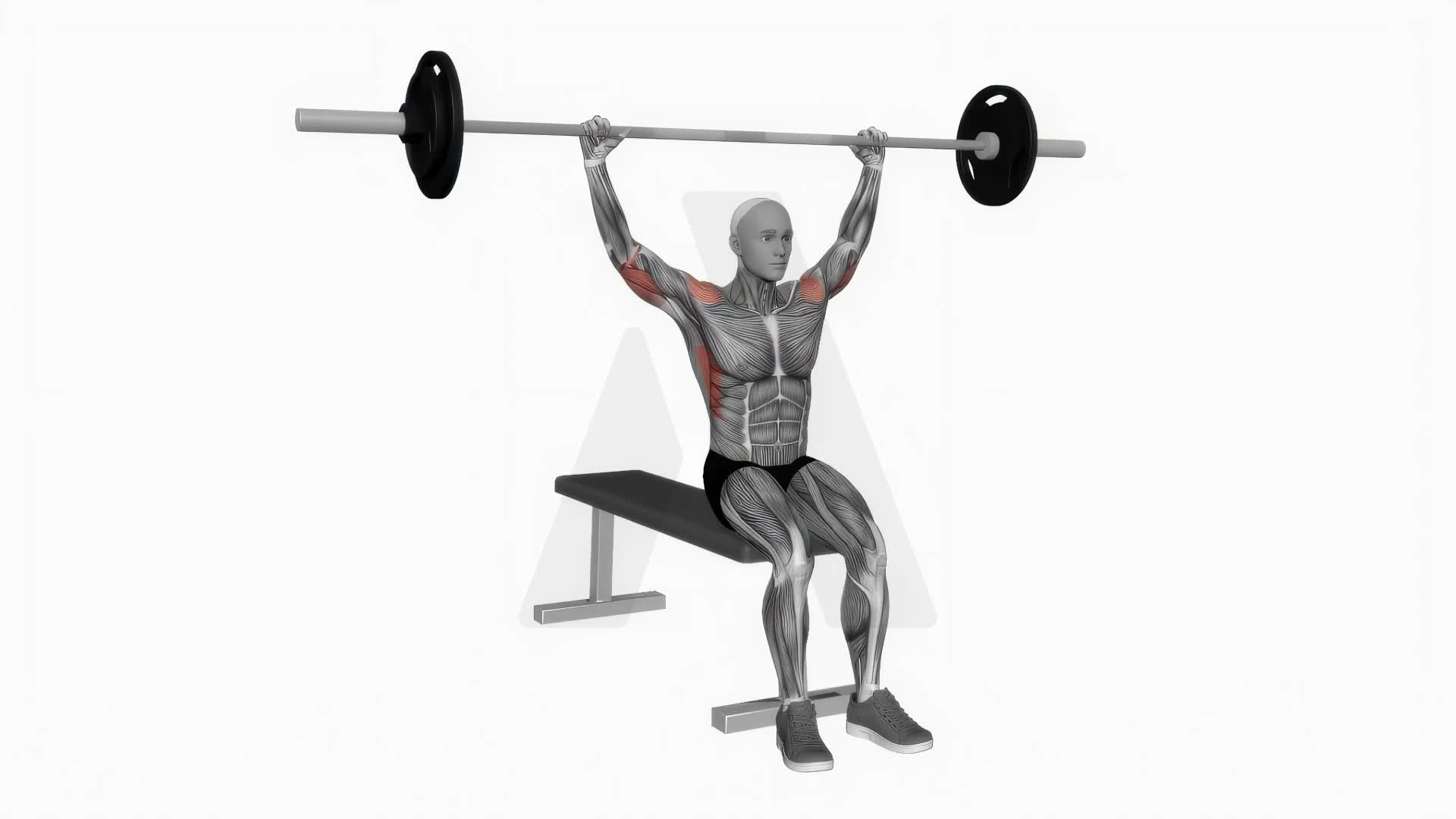 Barbell Seated Behind Neck Military Press exercise demonstration