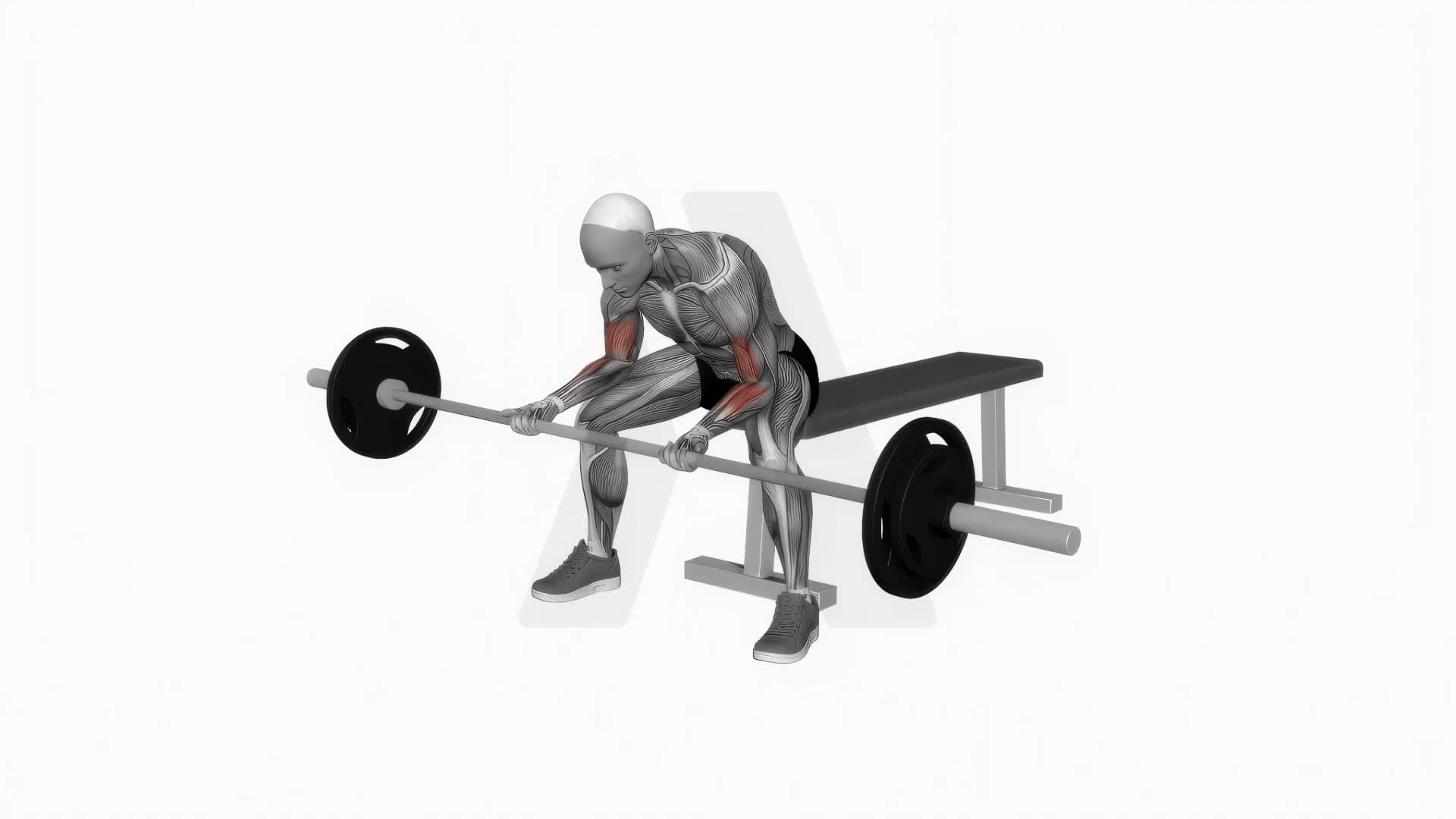 Barbell Seated Concentration Biceps Curl exercise demonstration
