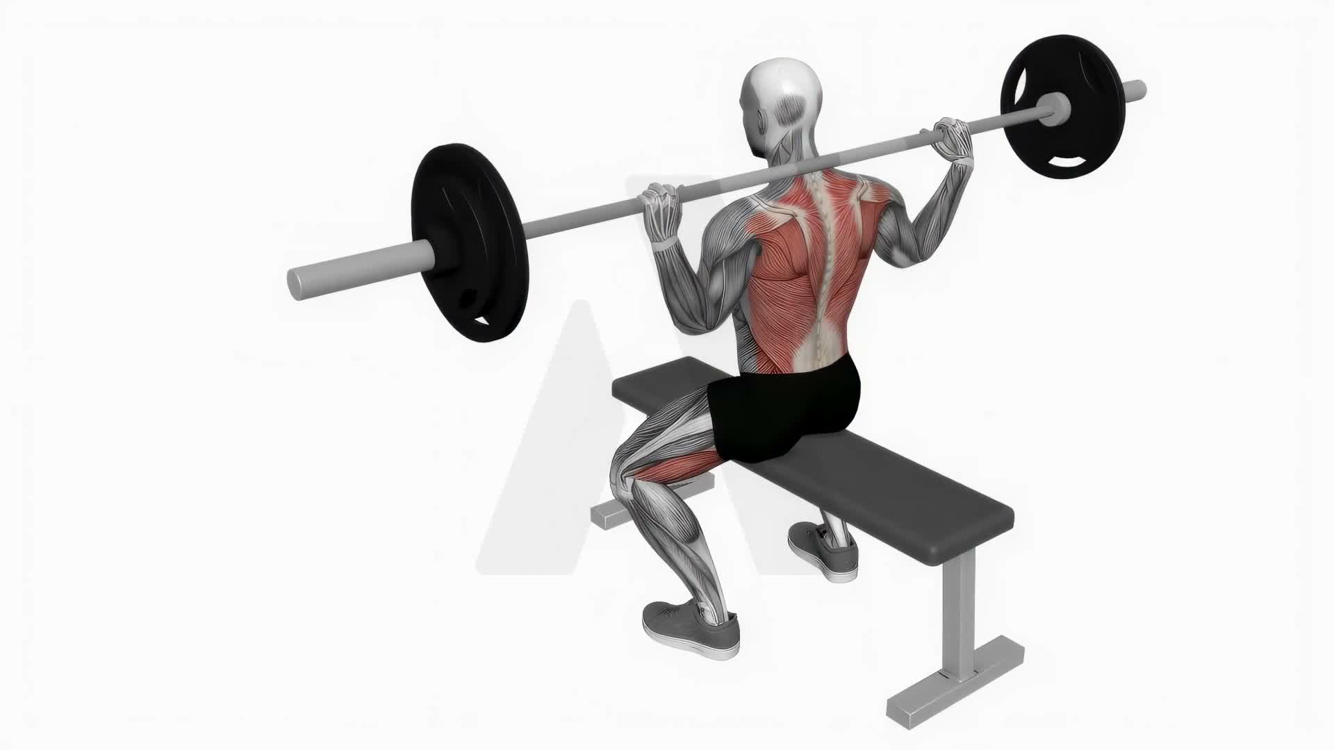 Barbell Seated Good Morning exercise demonstration
