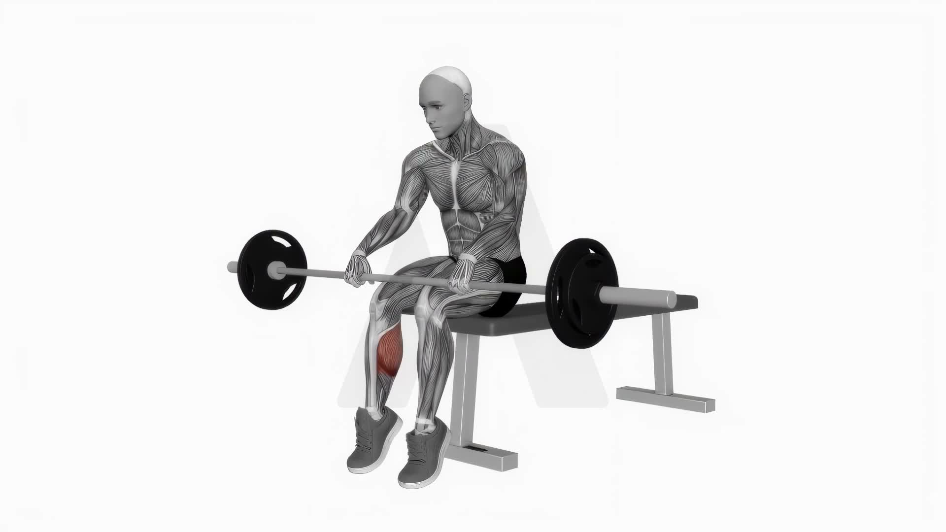 Barbell Seated On Knee Calve Raises exercise demonstration