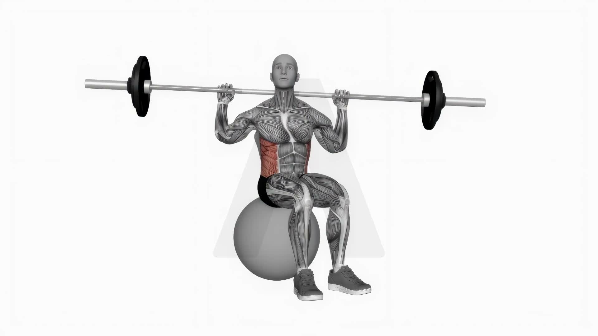 Barbell Seated Twist On Exercise Ball exercise demonstration