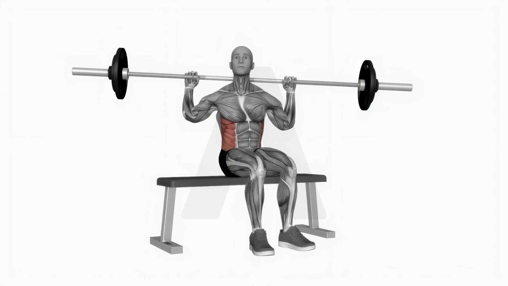 Barbell Seated Twist exercise demonstration