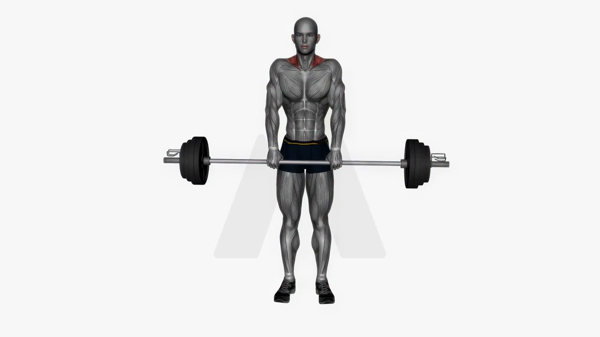 Barbell Shrugs exercise demonstration