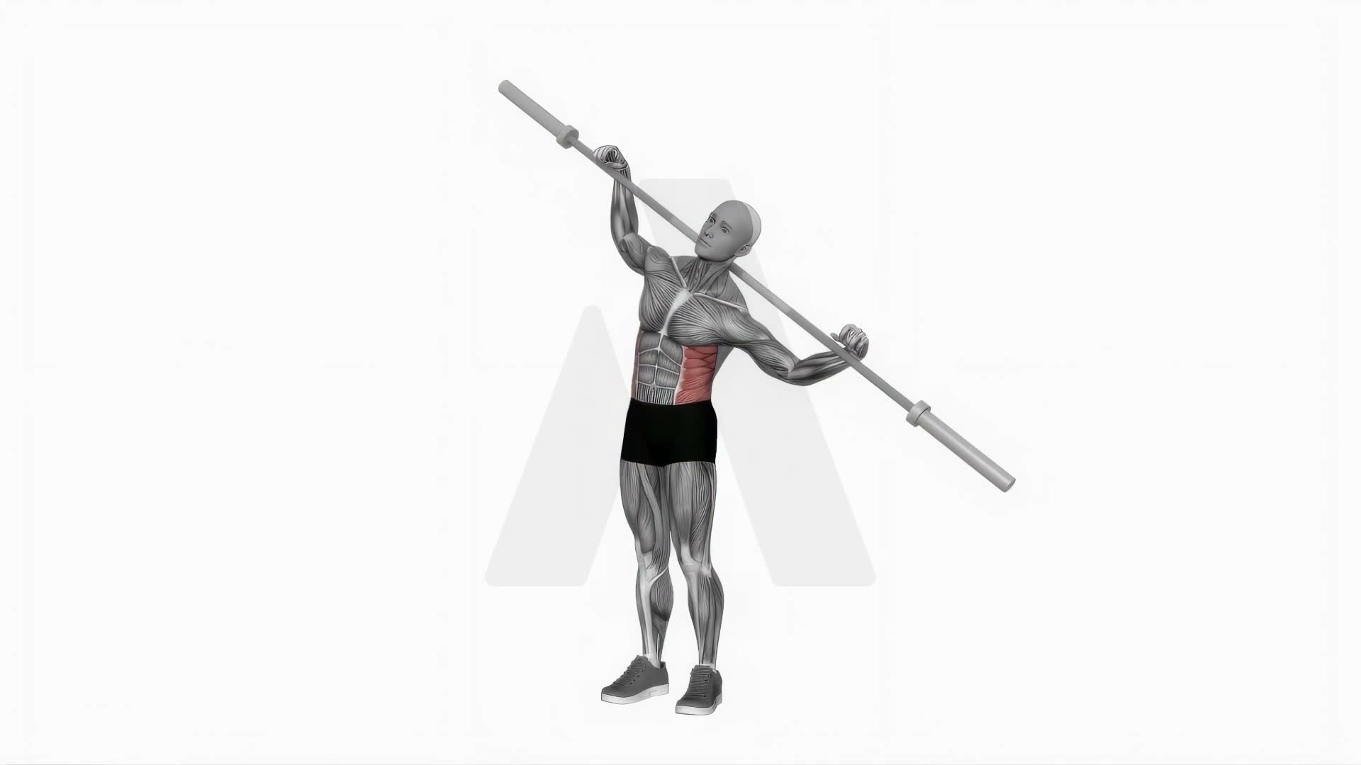 Barbell Side Bends exercise demonstration