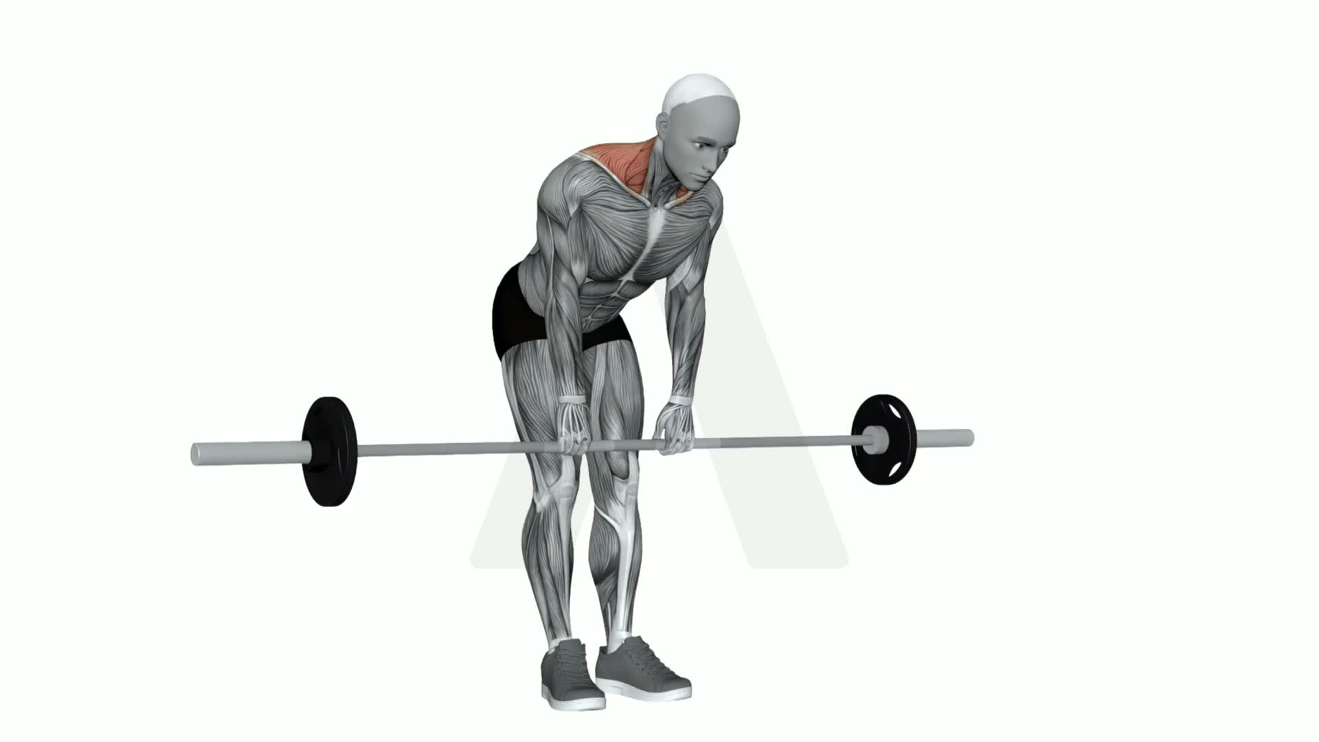 Barbell Silverback Shrug exercise demonstration