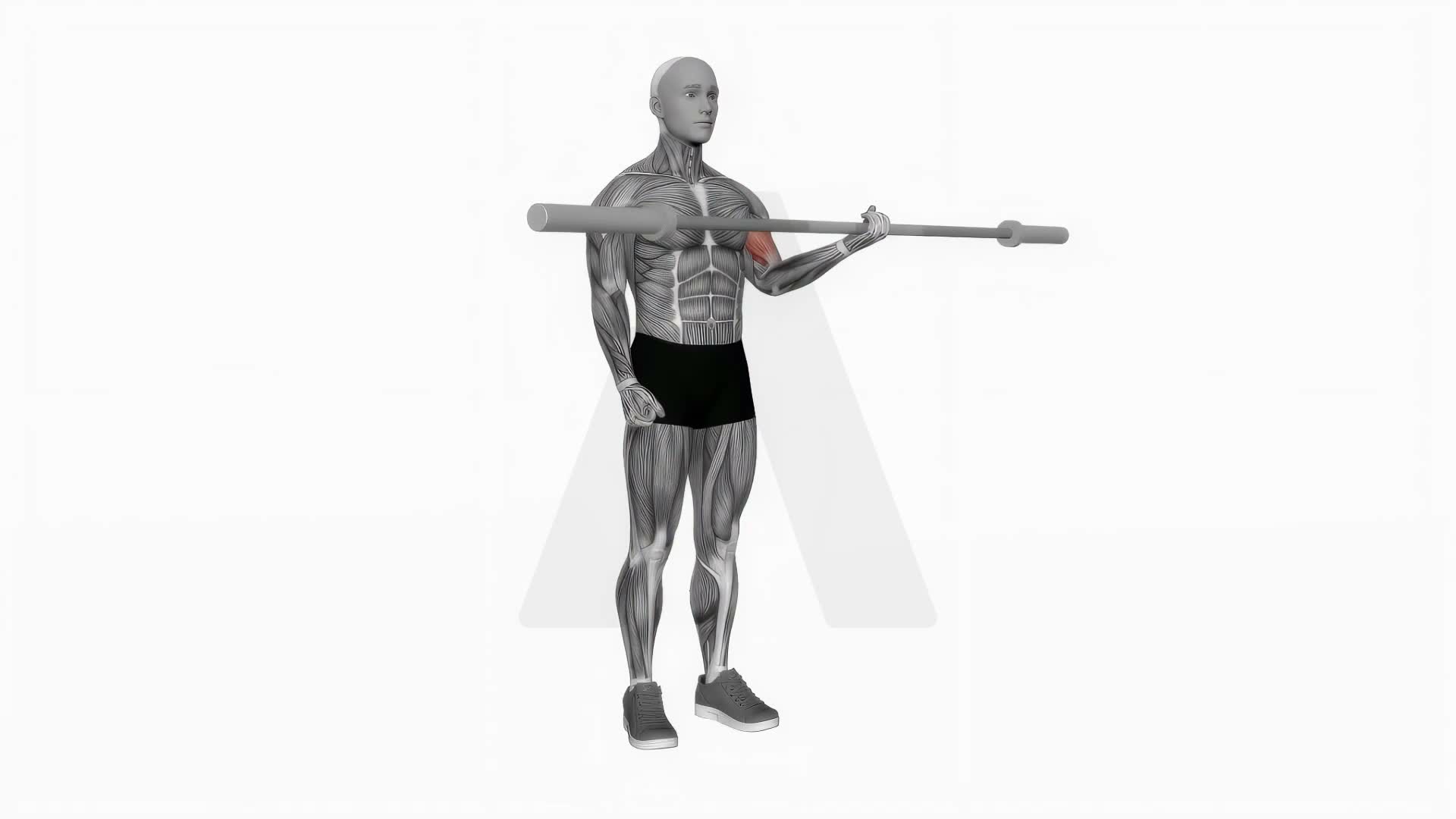 Barbell Single Arm Biceps Curl exercise demonstration