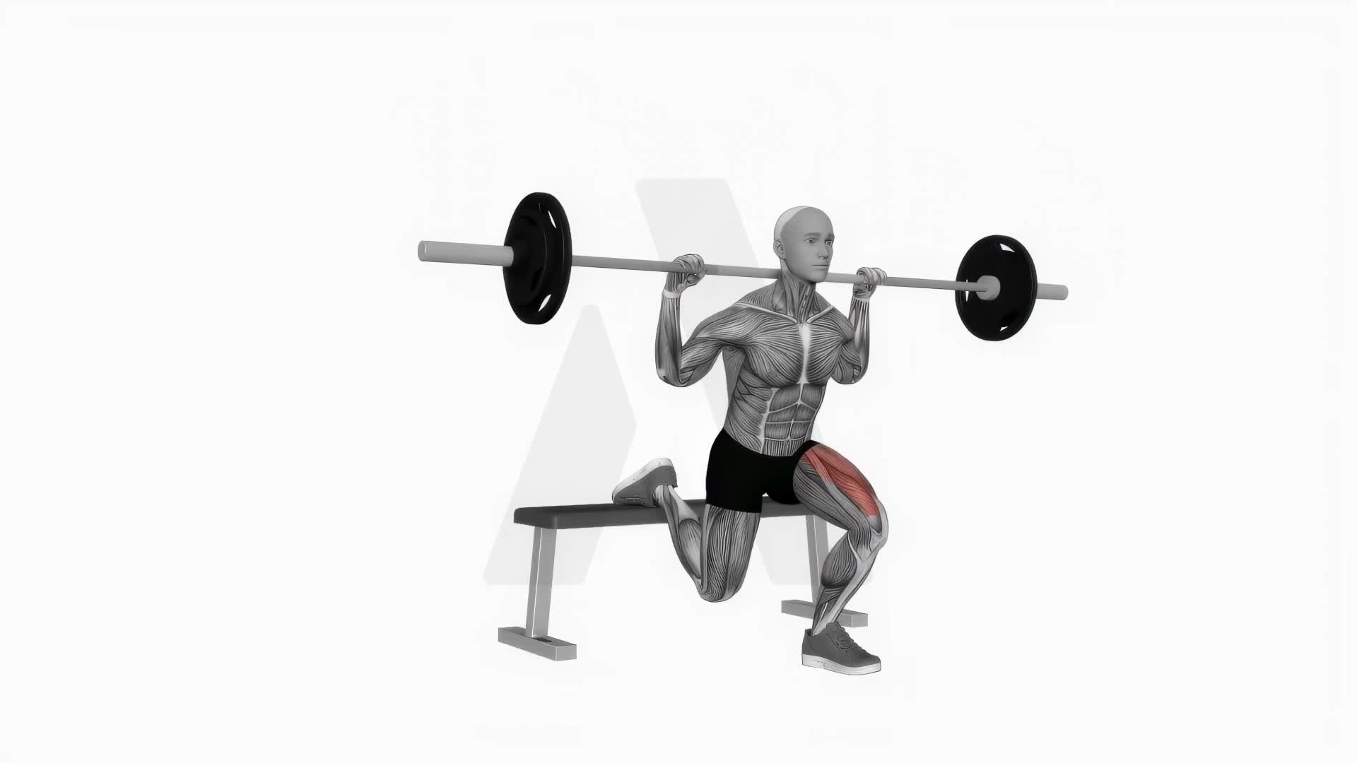 Barbell Single Leg Split Squat exercise demonstration