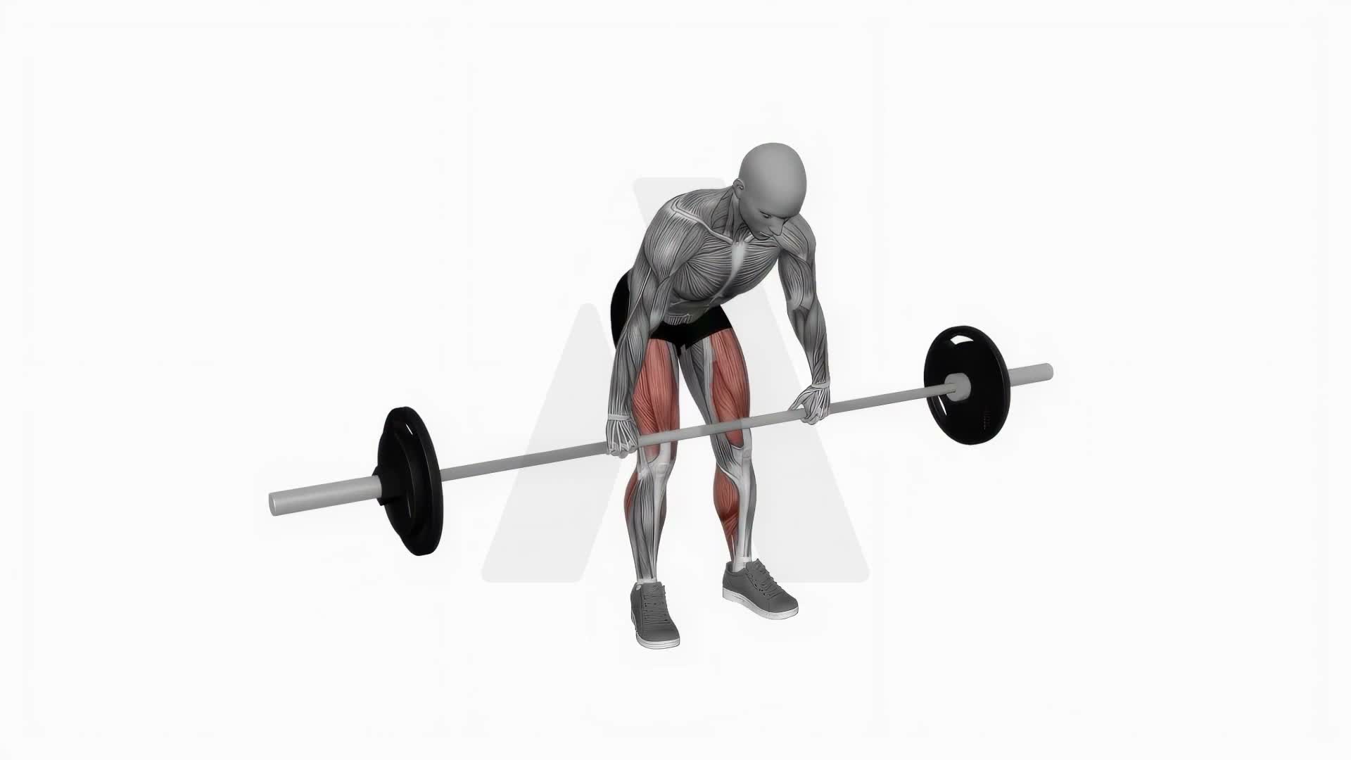 Barbell Snatch Deadlift Close Grip exercise demonstration