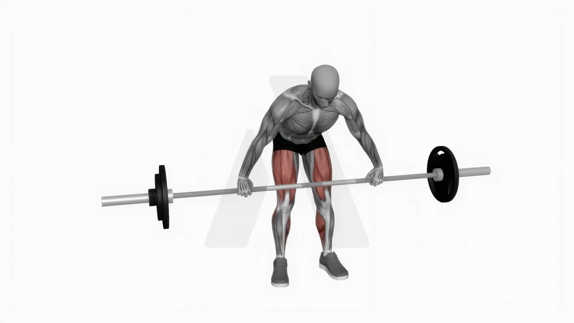 Barbell Snatch Deadlift Wide Grip exercise demonstration