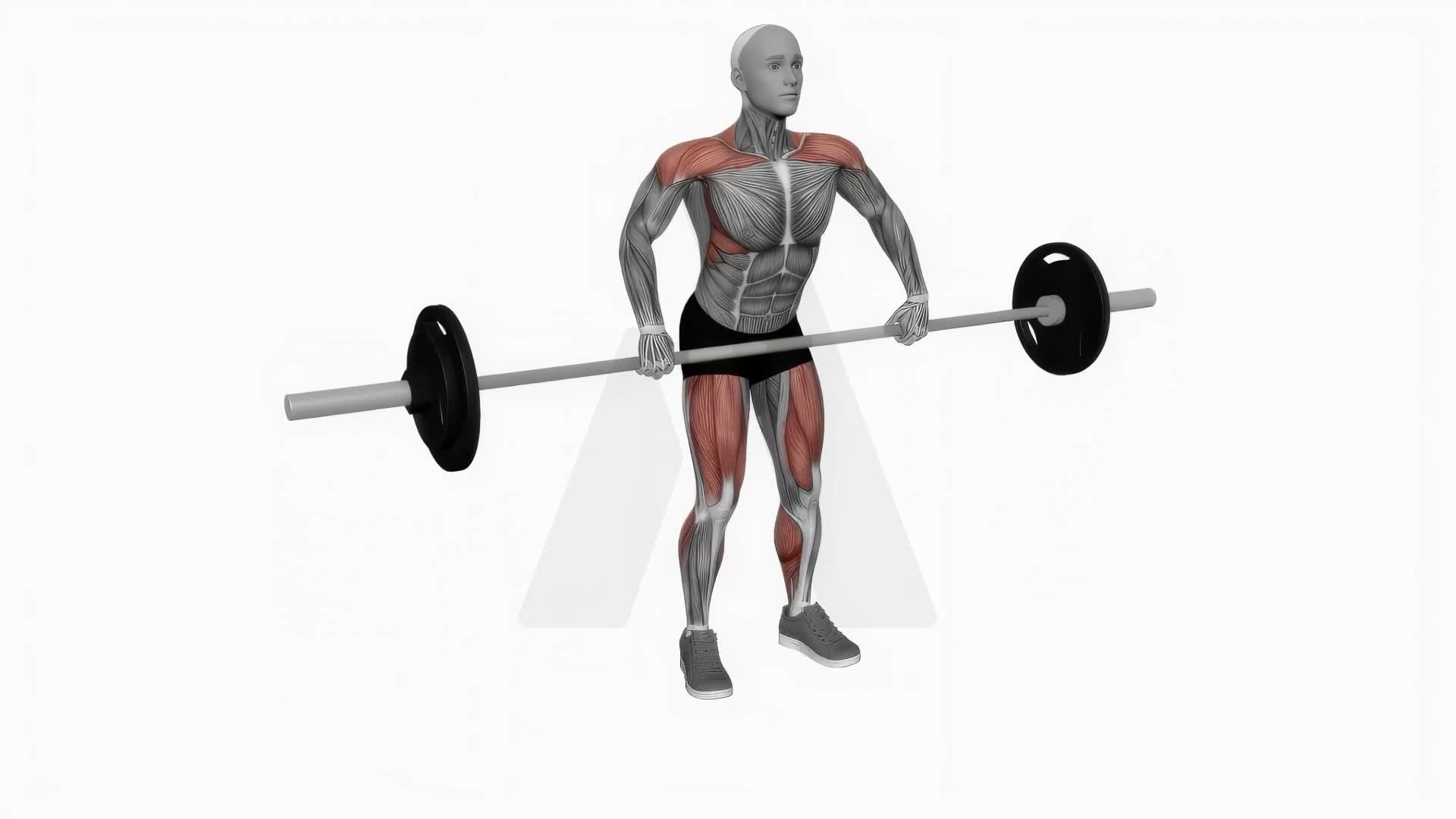 Barbell Snatch Pull exercise demonstration