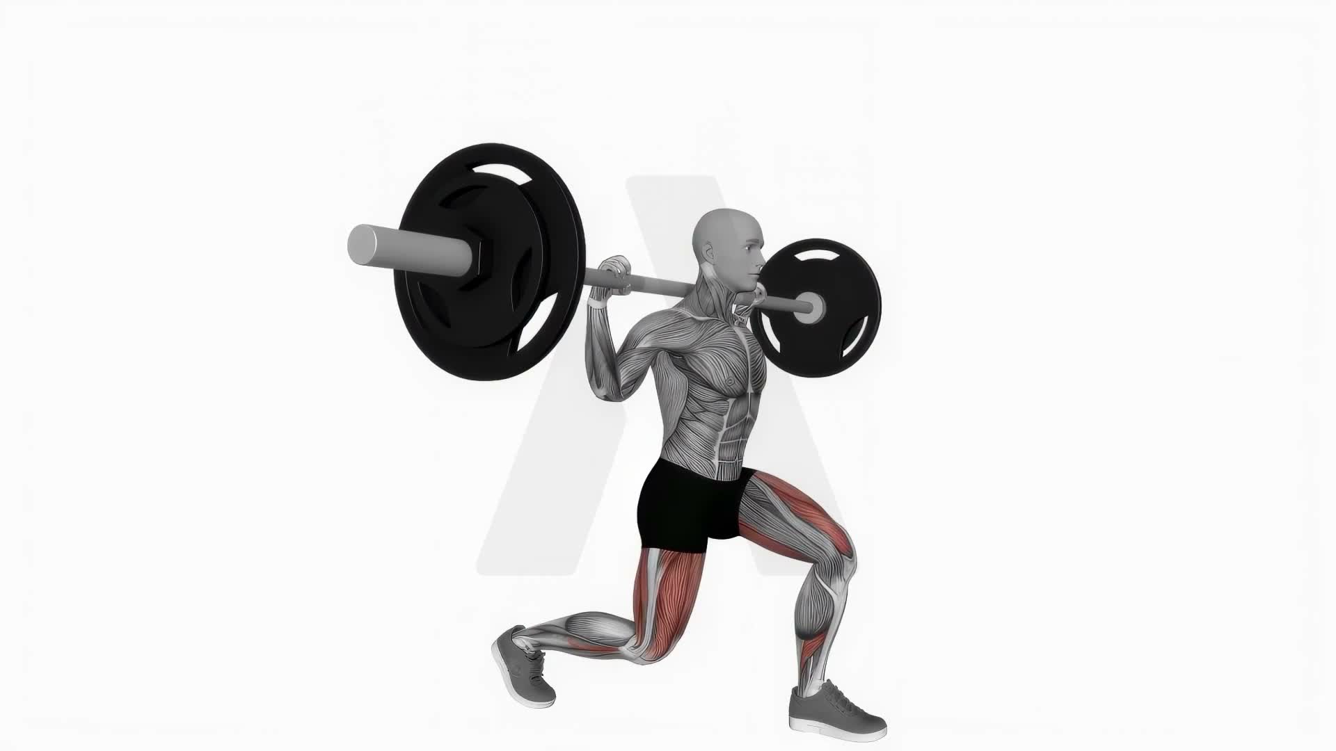 Barbell Split Squat exercise demonstration