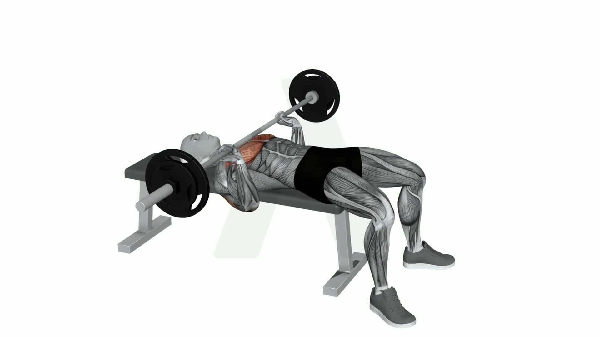 Barbell Spoto Press exercise demonstration