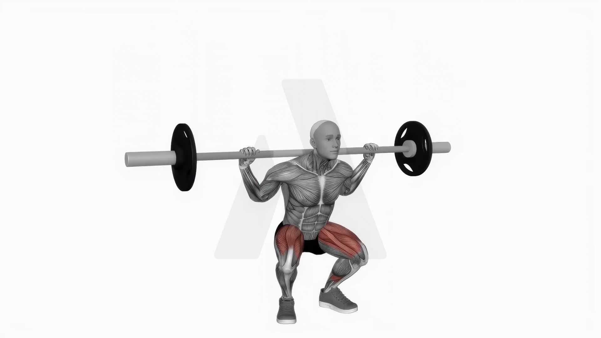 Barbell Squat With 2 Sec Hold exercise demonstration