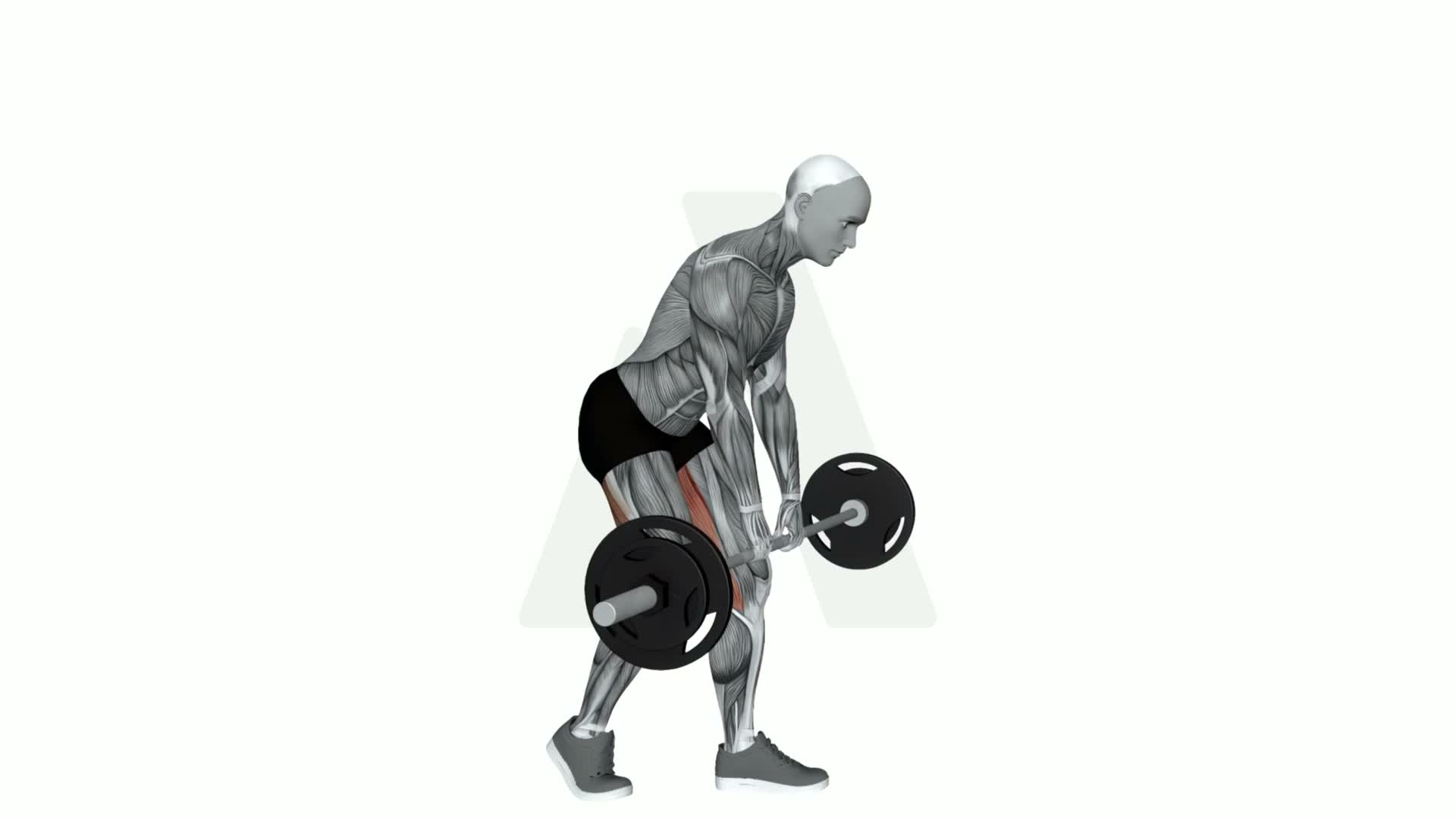 Barbell Staggered Deadlift exercise demonstration