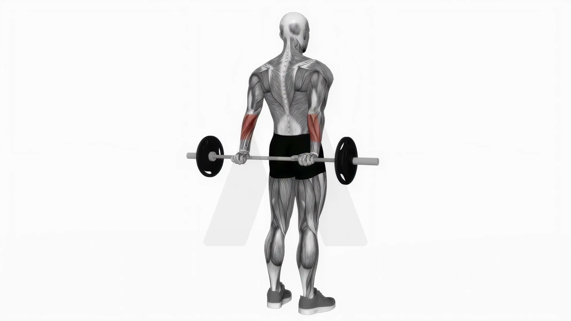 Barbell Standing Back Wrist Curl exercise demonstration