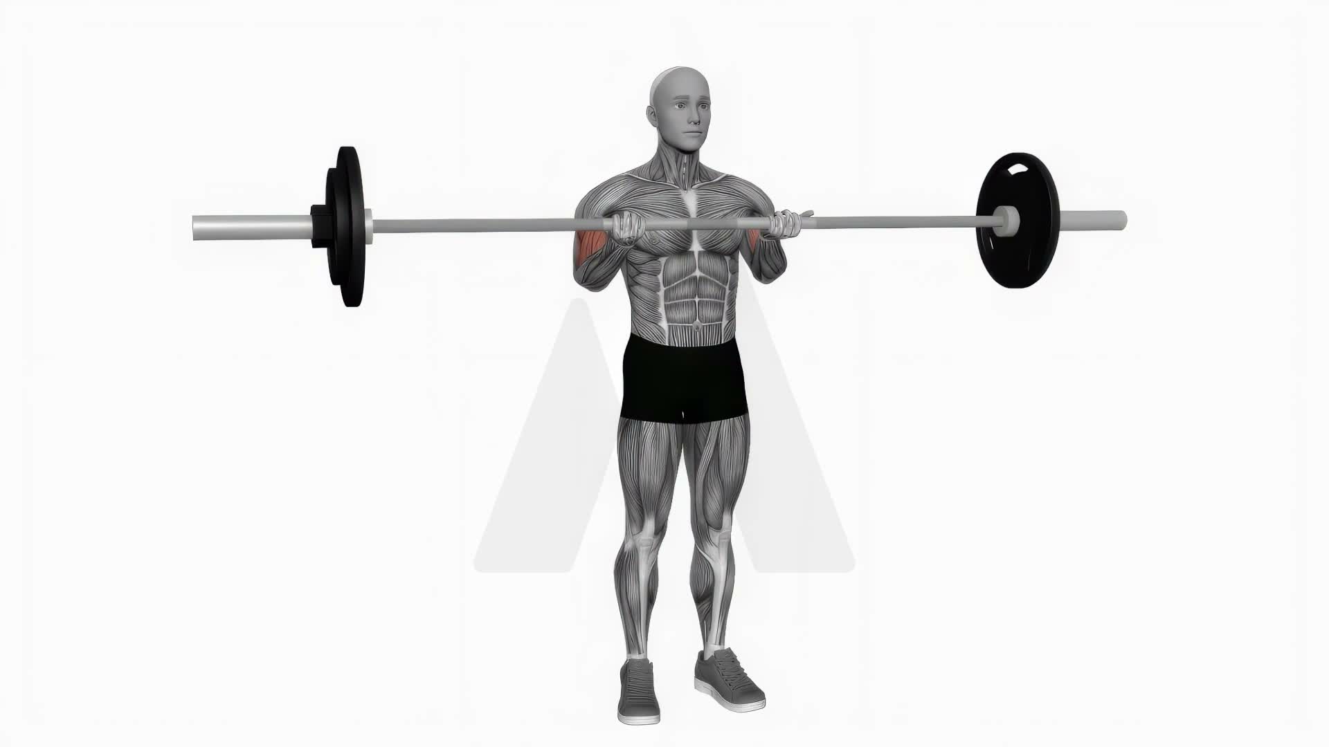 Barbell Standing Close Grip Curl exercise demonstration